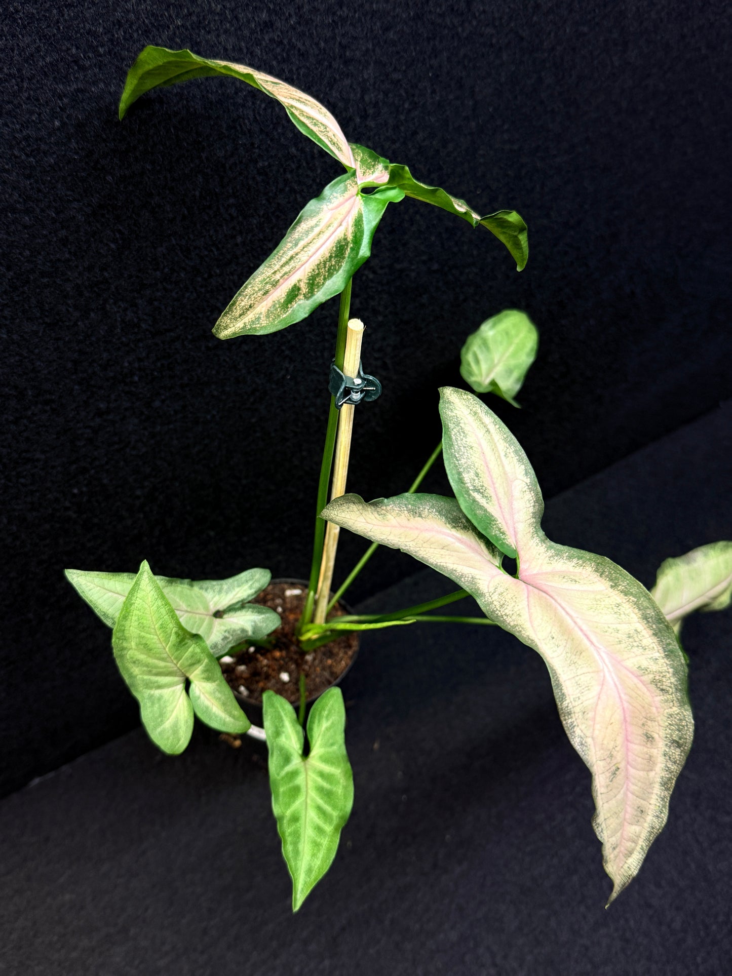 Syngonium 'Pink Star' E67