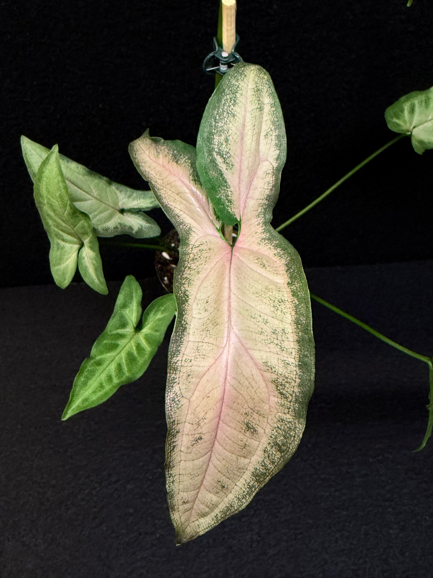 Syngonium 'Pink Star' E67