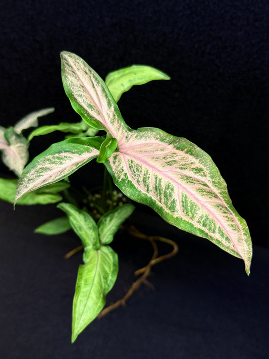 Syngonium 'Pink Star' E68