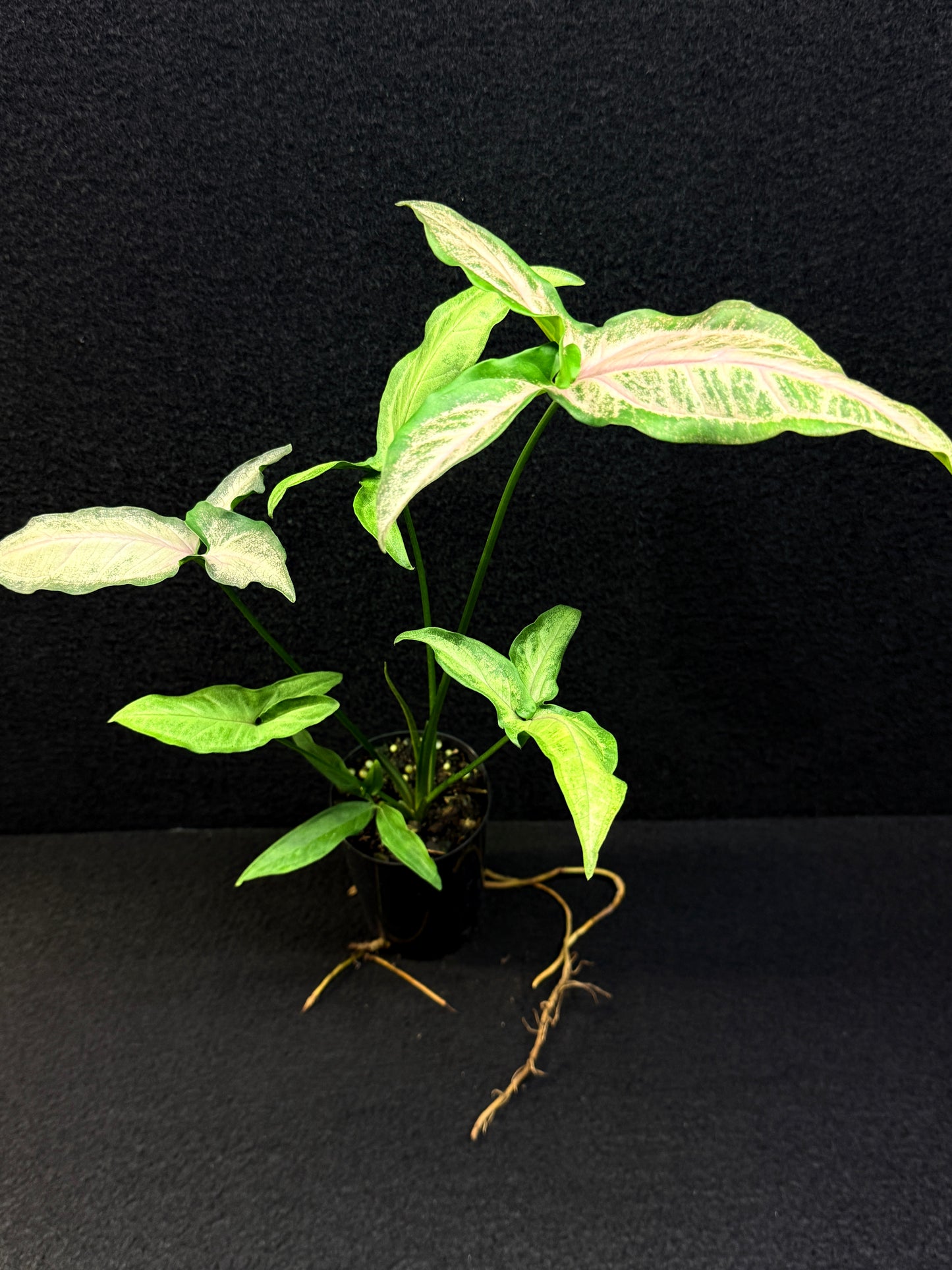 Syngonium 'Pink Star' E68