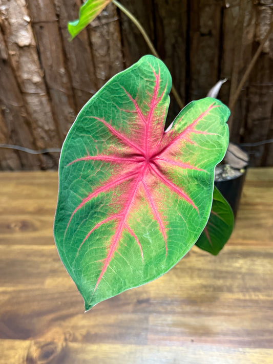 Caladium Red Belly