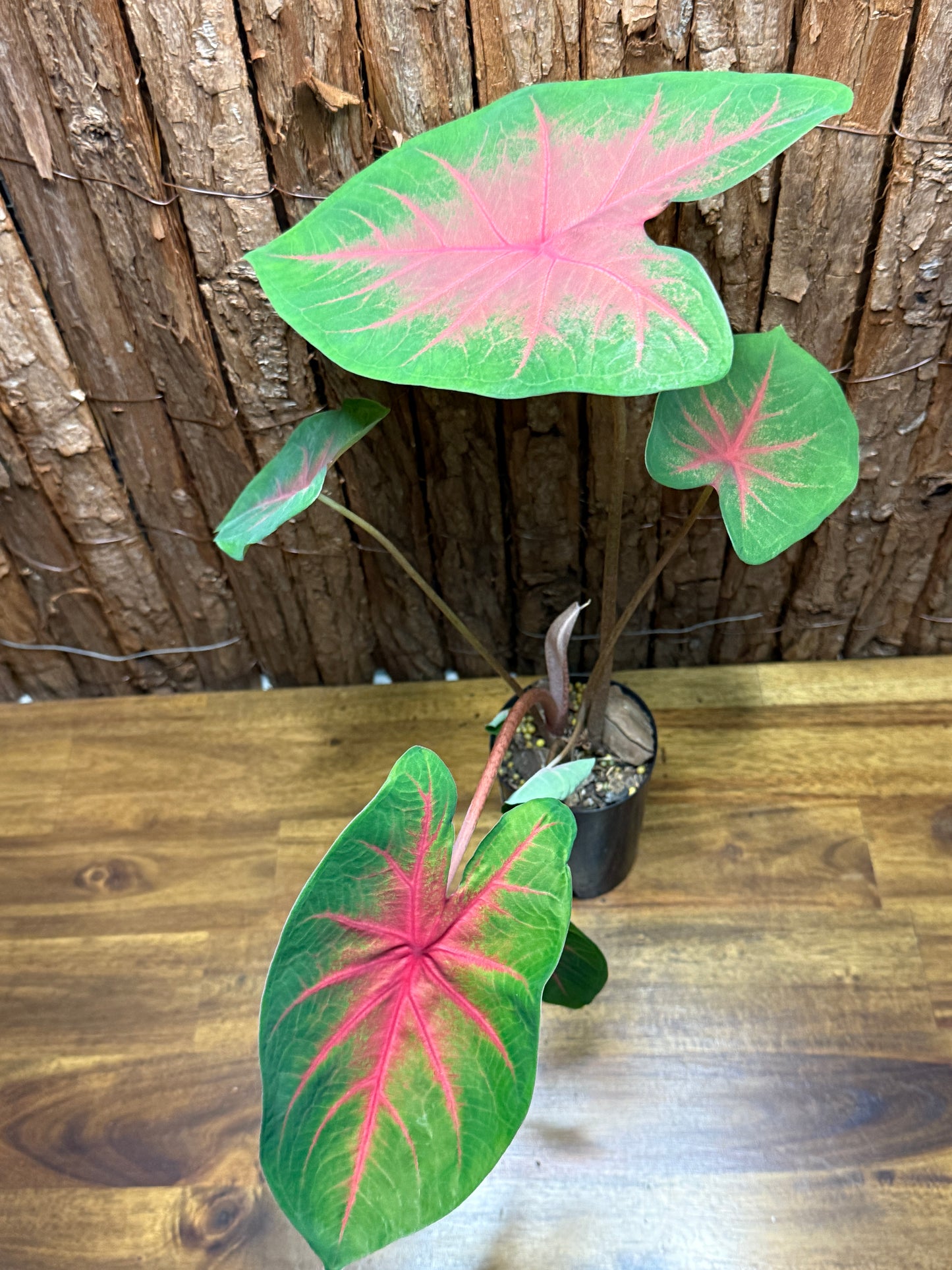 Caladium Red Belly