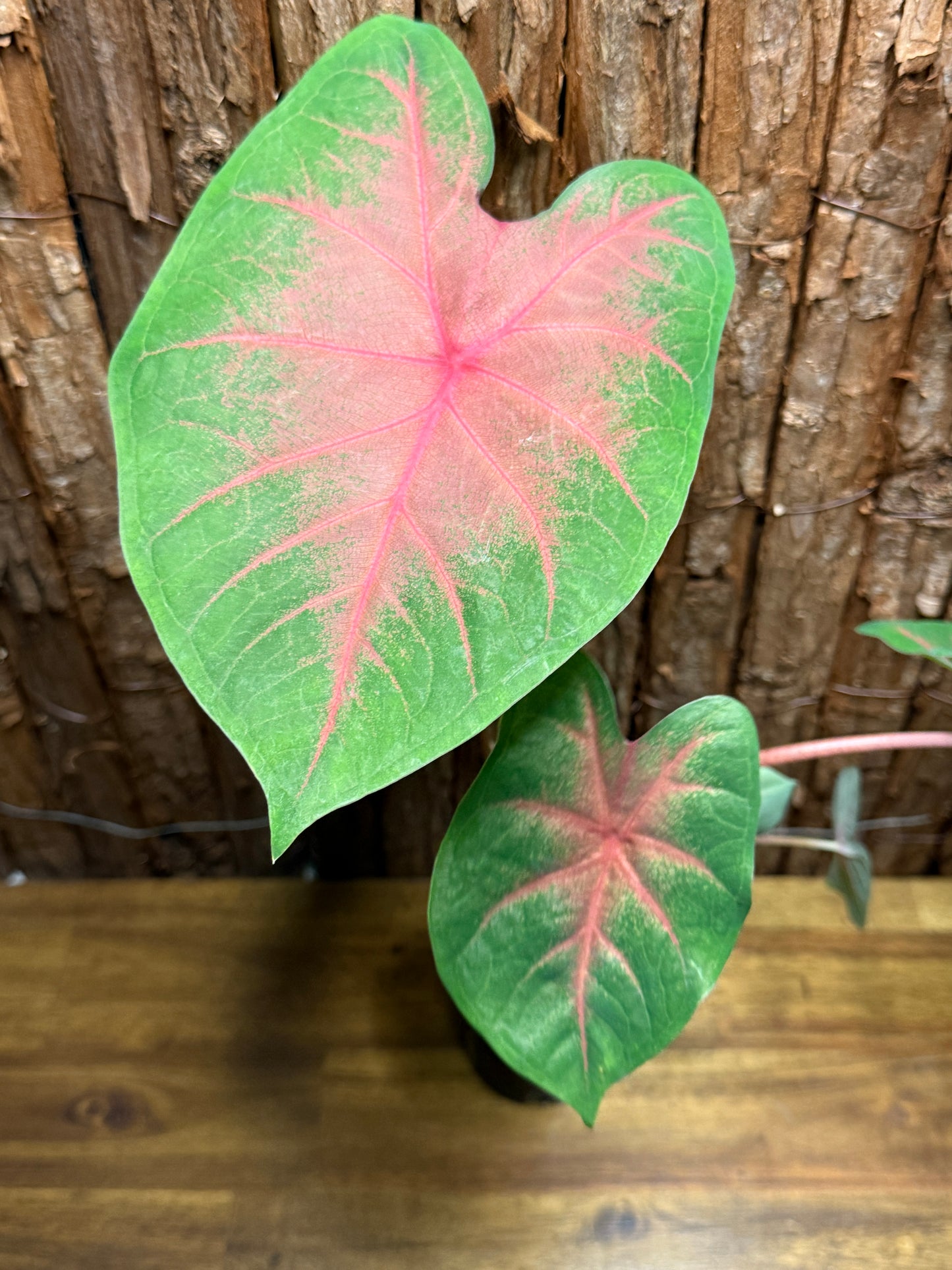 Caladium Red Belly