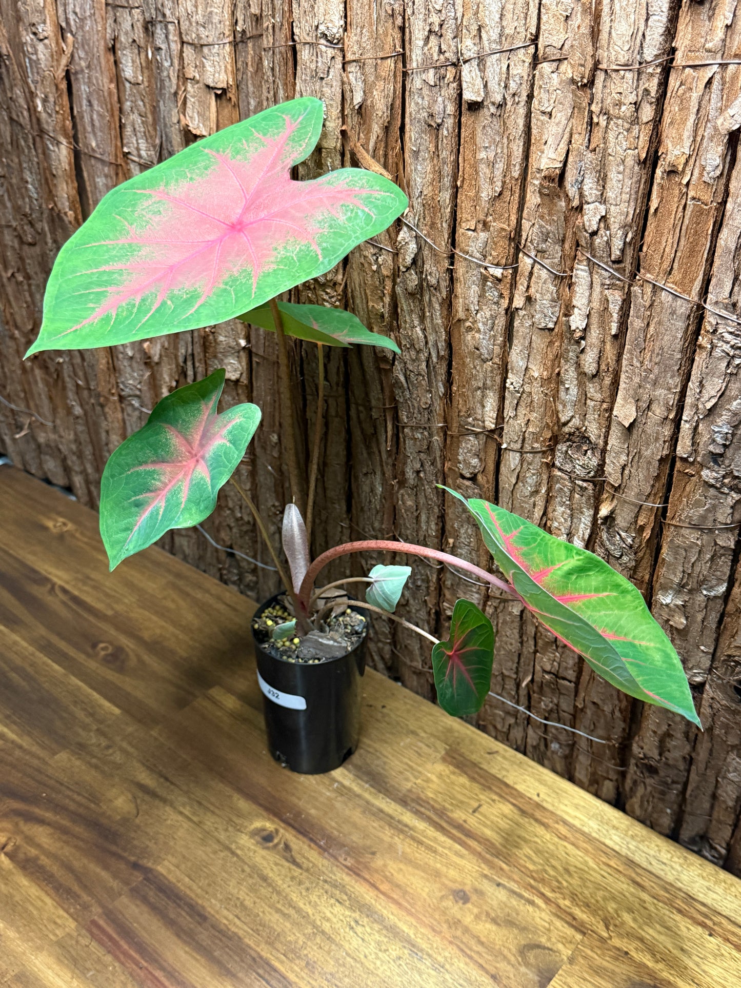 Caladium Red Belly