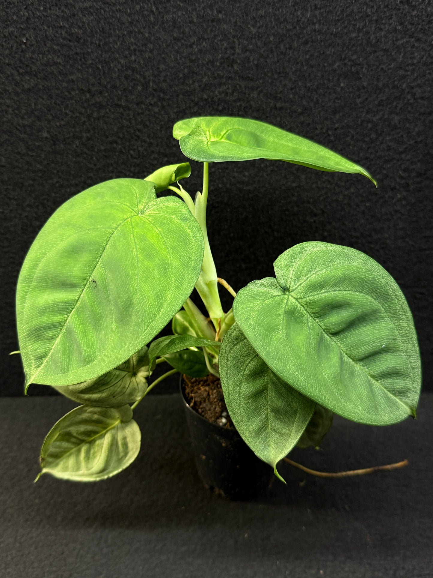 Syngonium macrophyllum 'Frosted Heart' E62