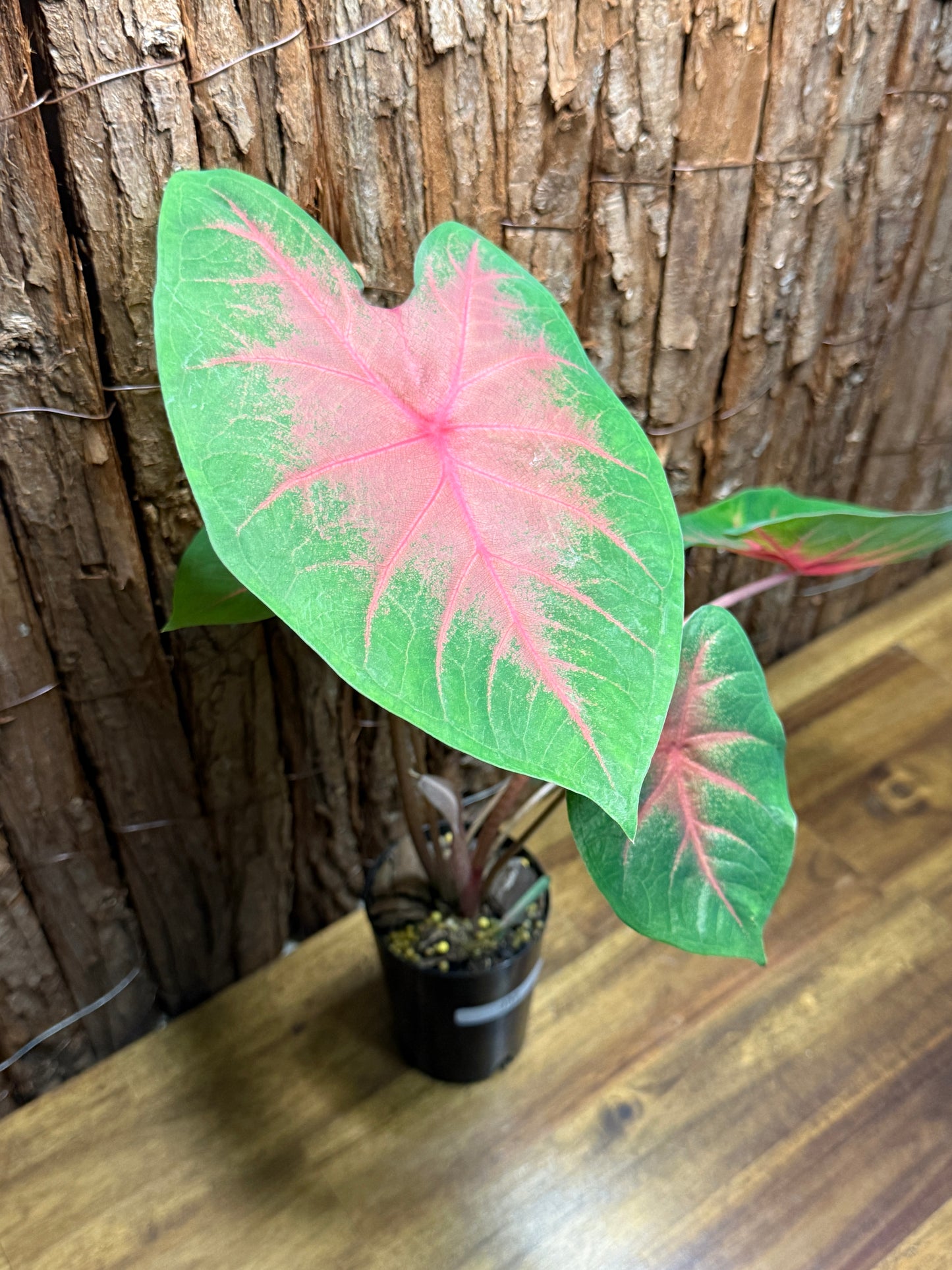 Caladium Red Belly