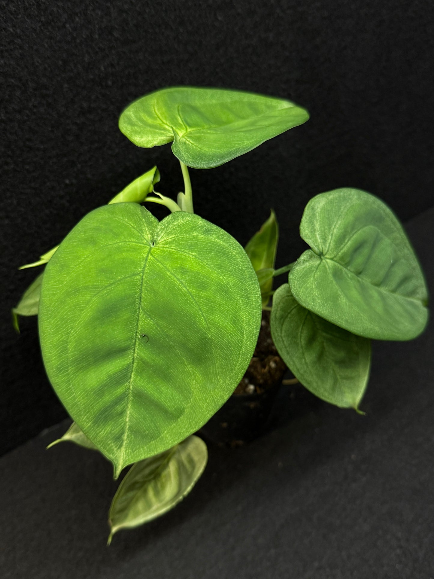 Syngonium macrophyllum 'Frosted Heart' E62