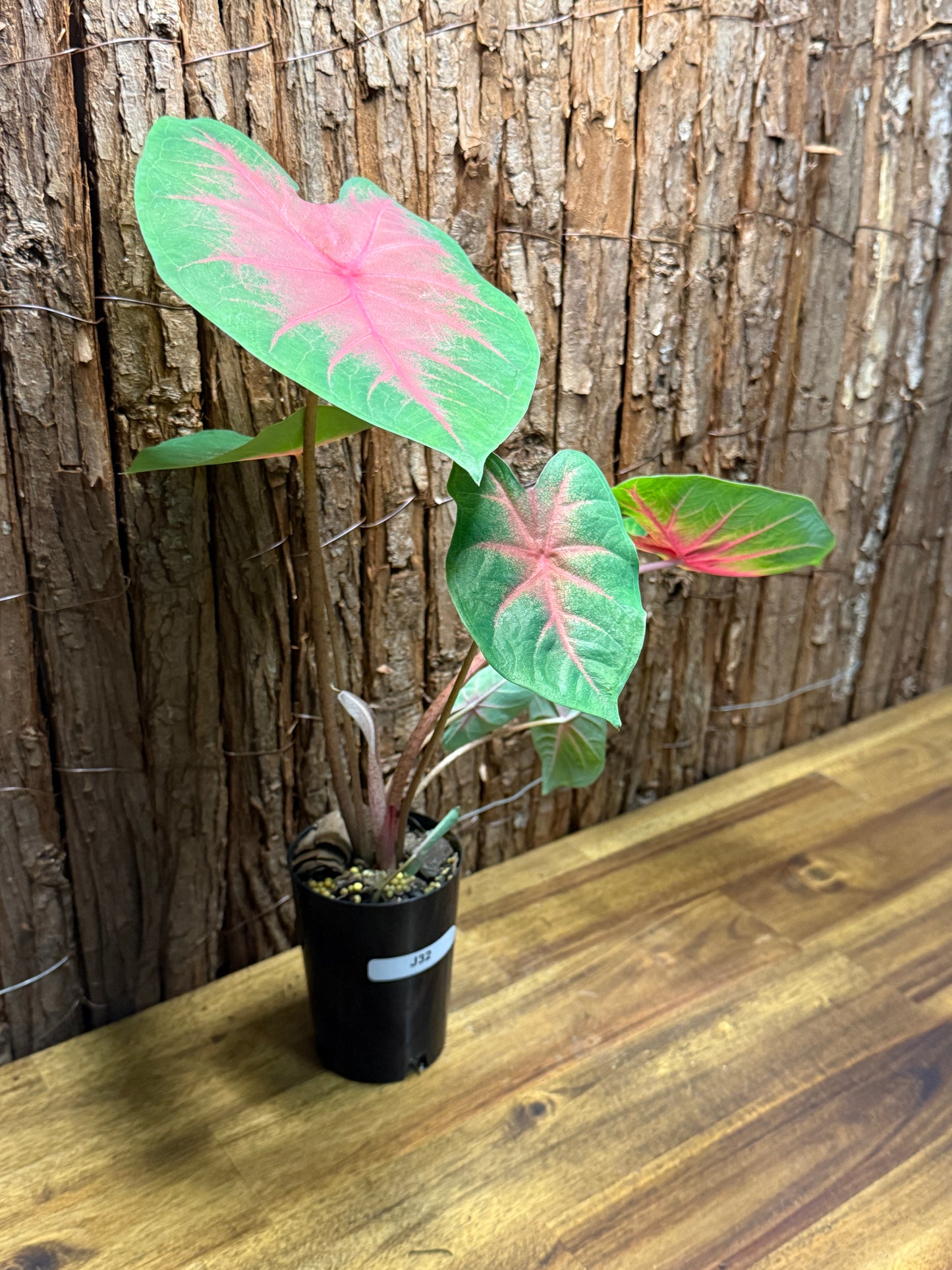 Caladium Red Belly