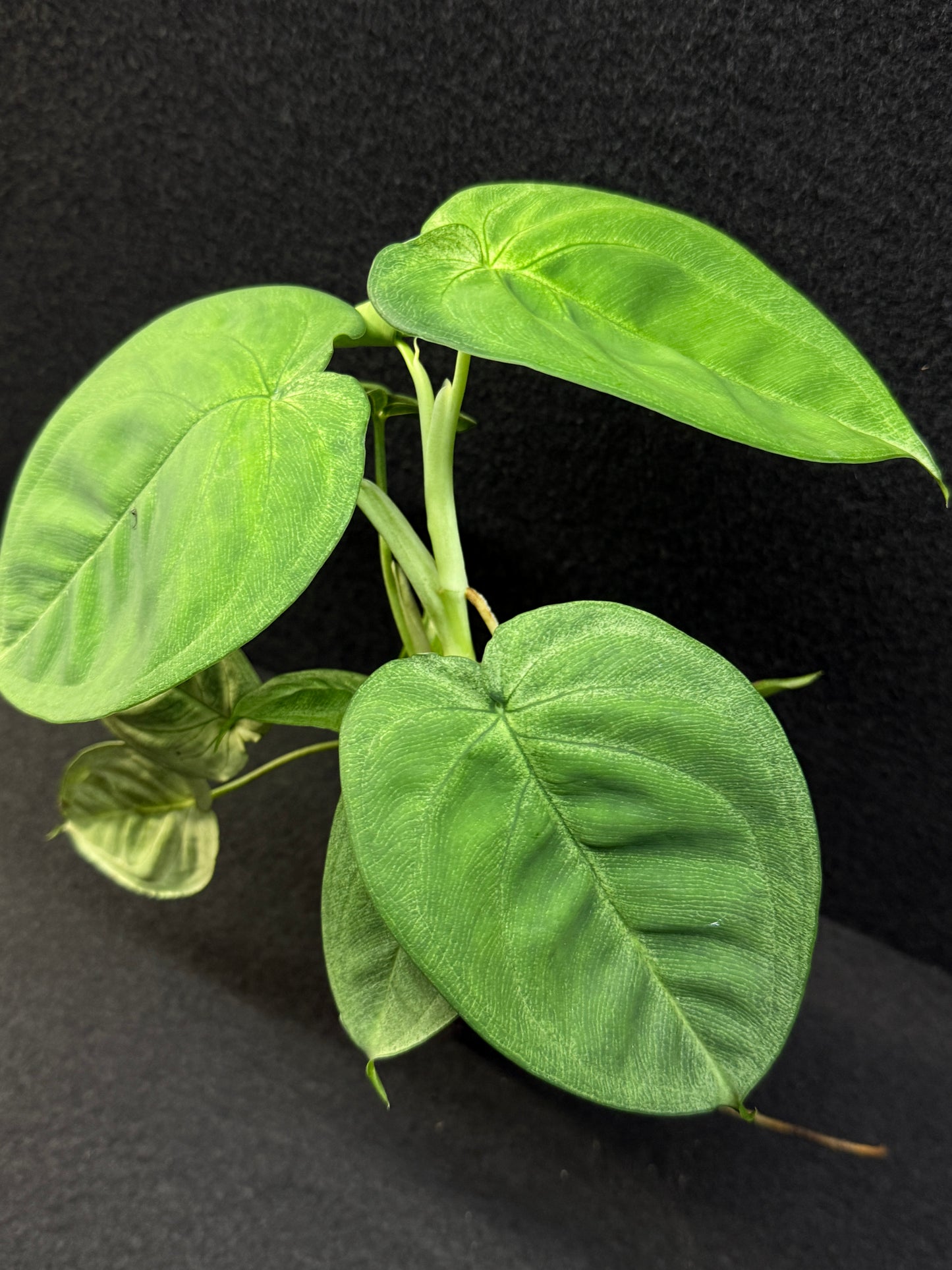 Syngonium macrophyllum 'Frosted Heart' E62