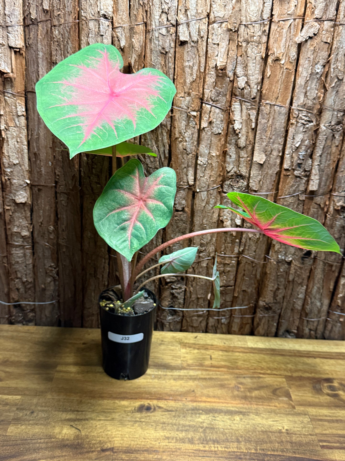 Caladium Red Belly