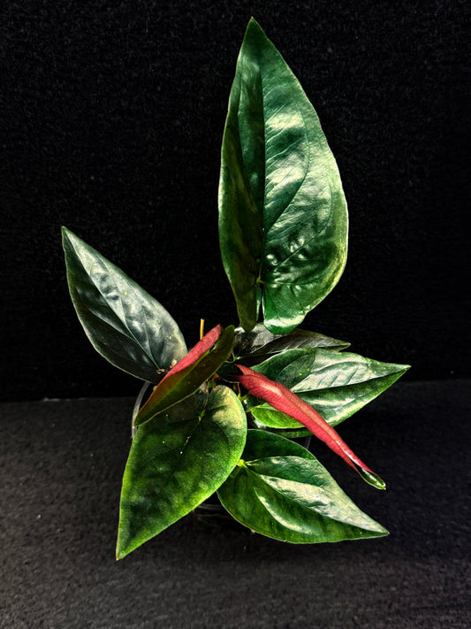 Syngonium 'Red Arrow' E71