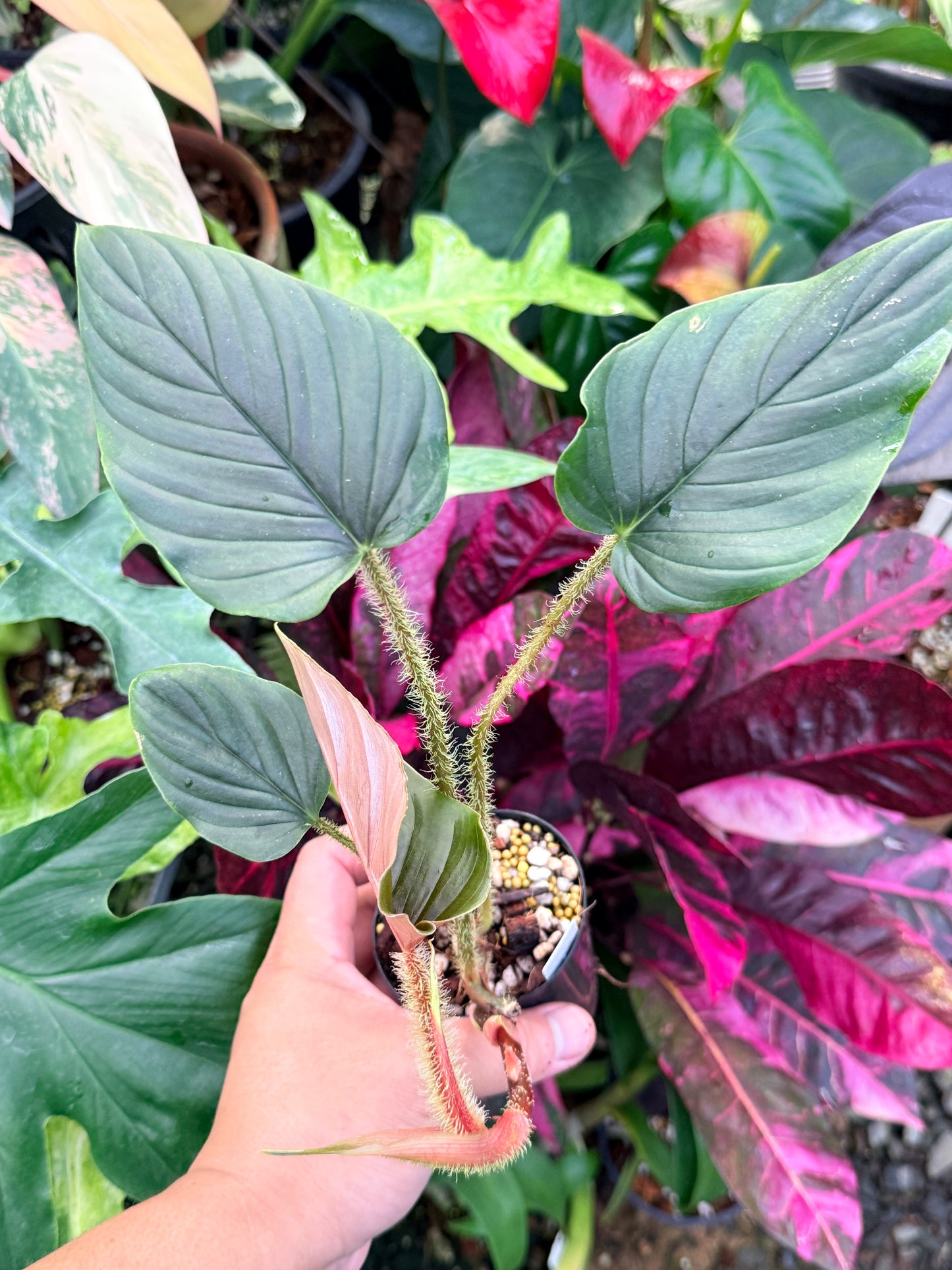 Philodendron 'Serpens' P70