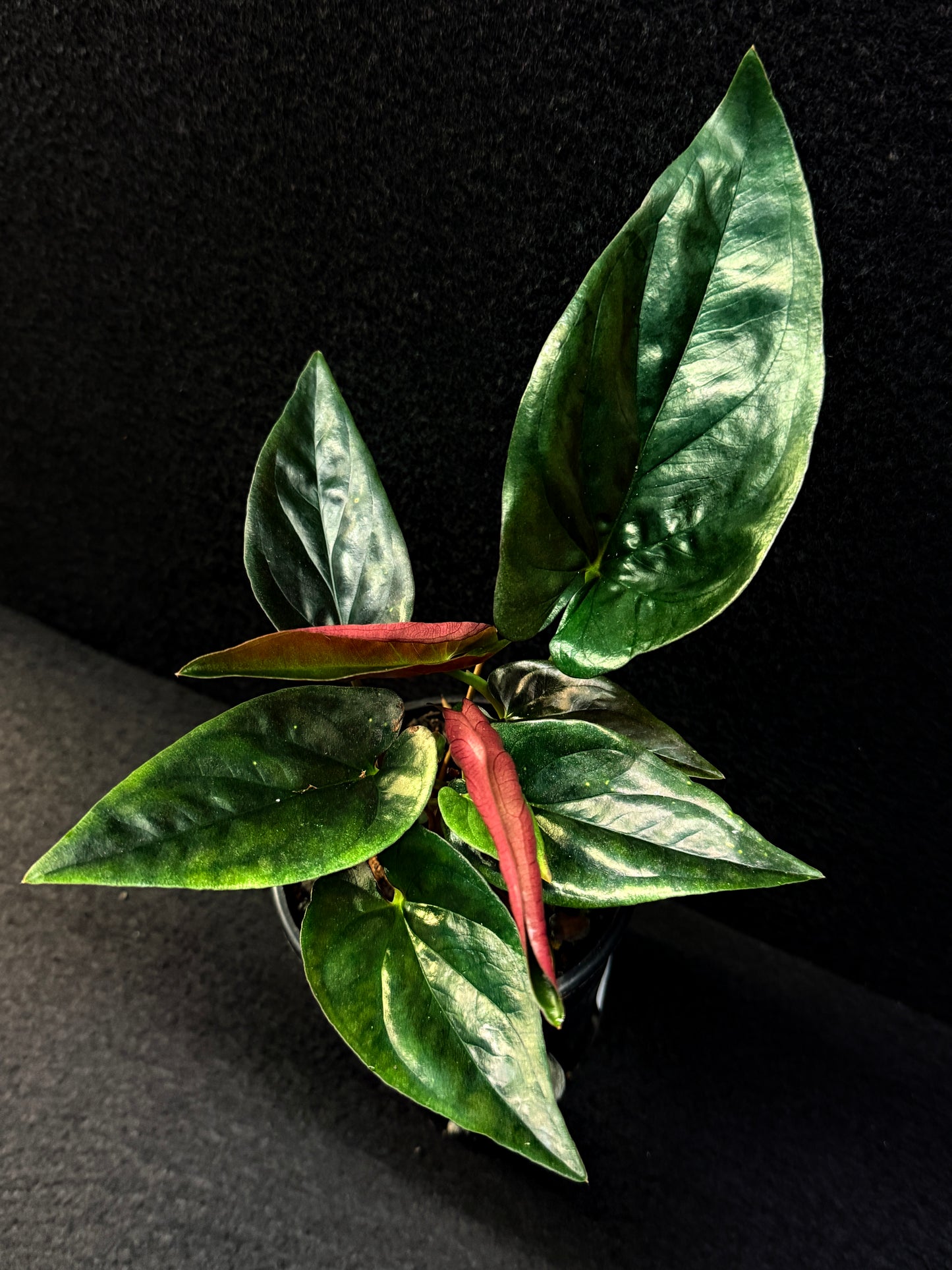 Syngonium 'Red Arrow' E71