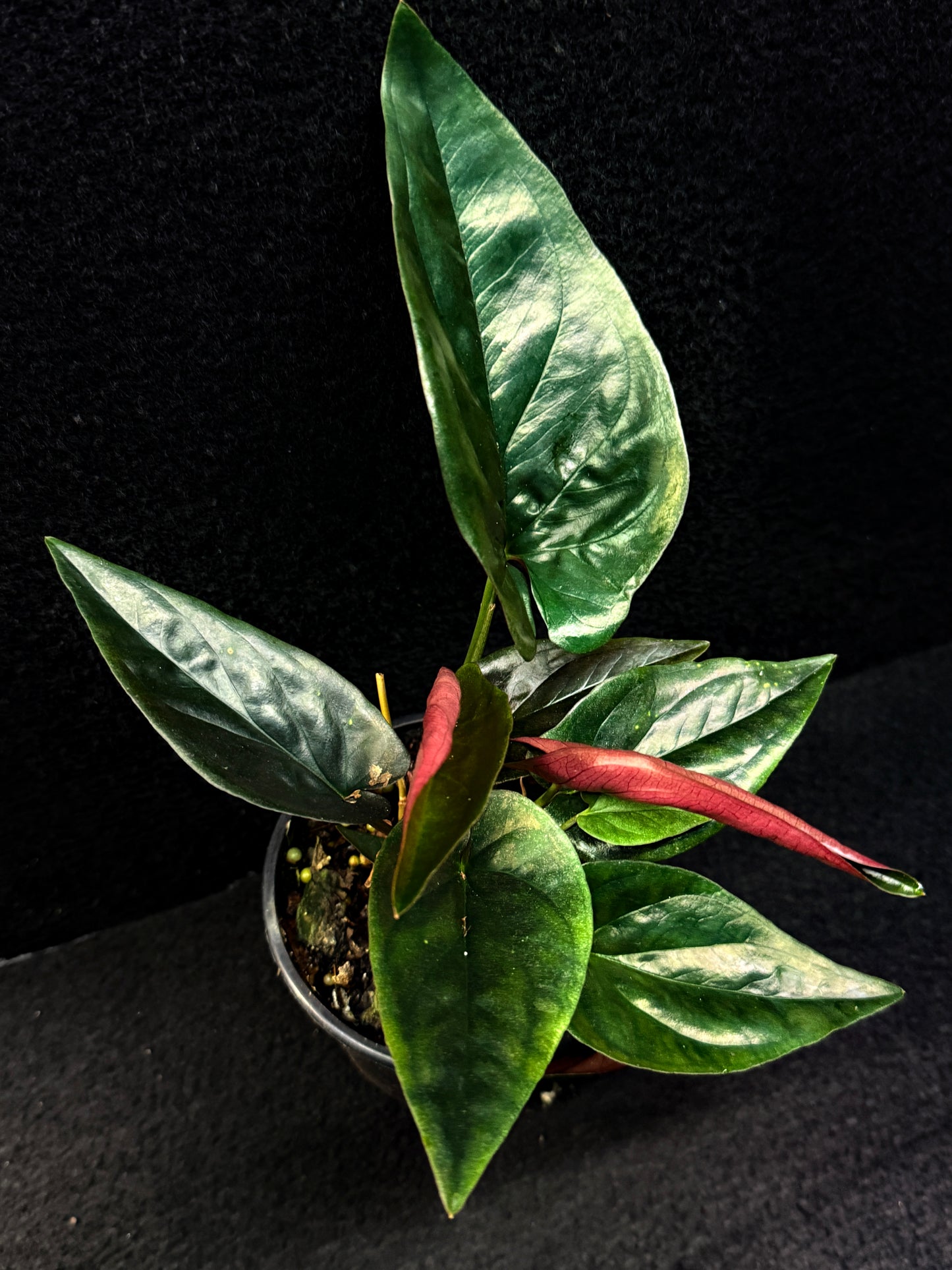 Syngonium 'Red Arrow' E71