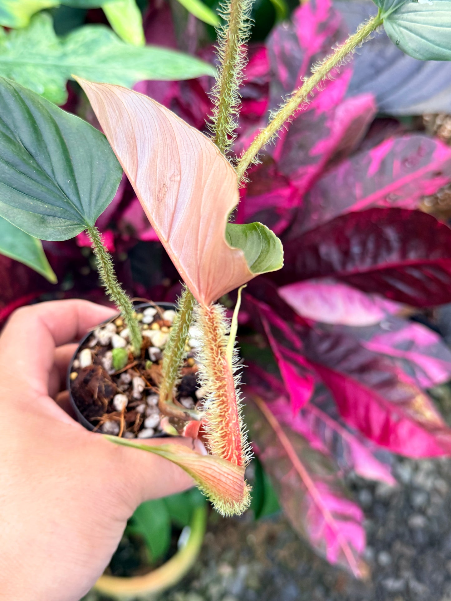 Philodendron 'Serpens' P70