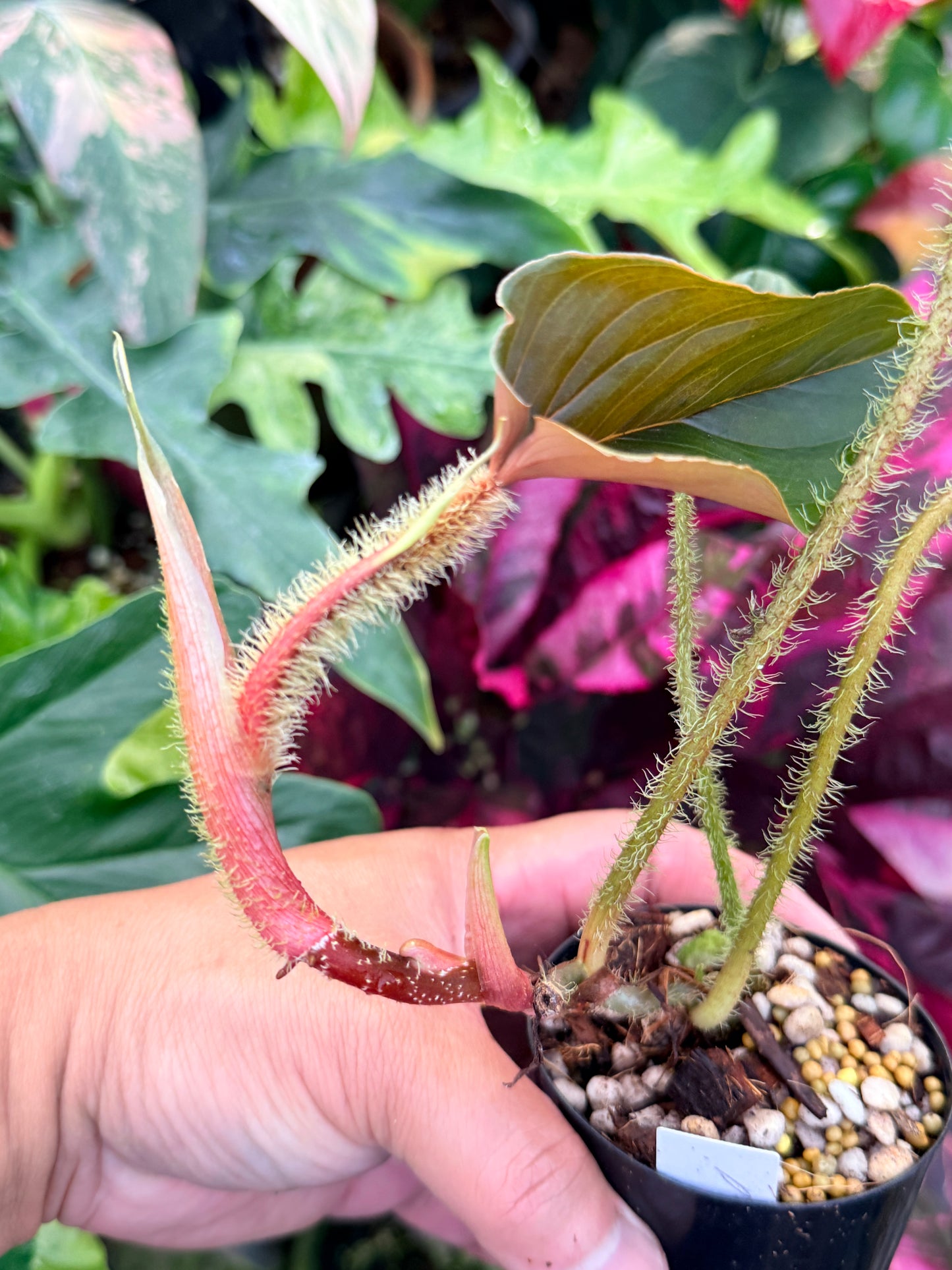 Philodendron 'Serpens' P70