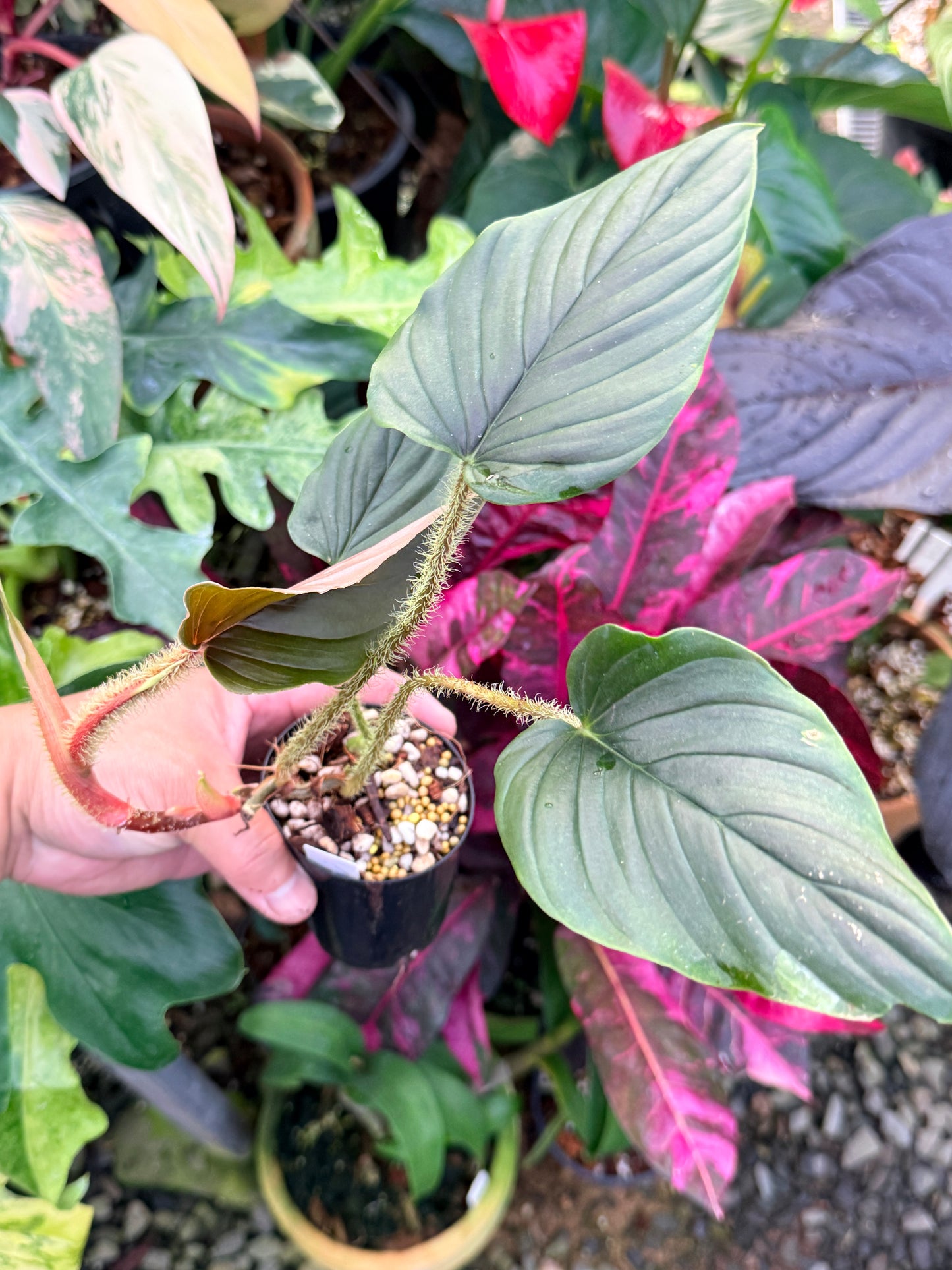 Philodendron 'Serpens' P70