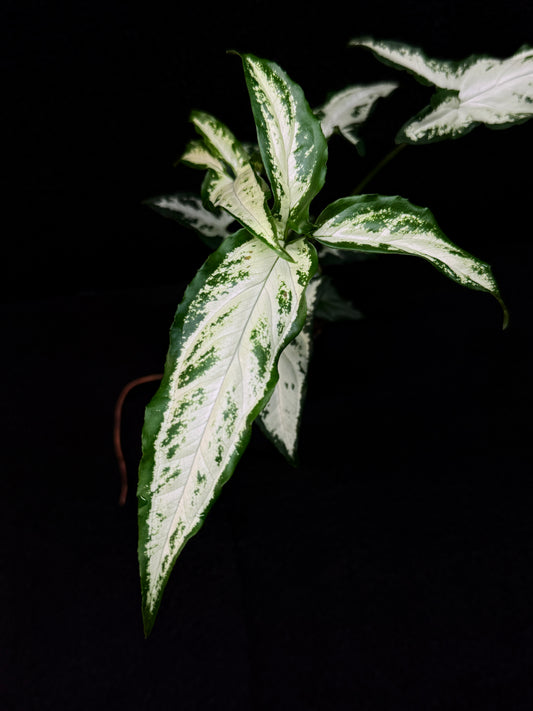 Syngonium 'Little Star' E59