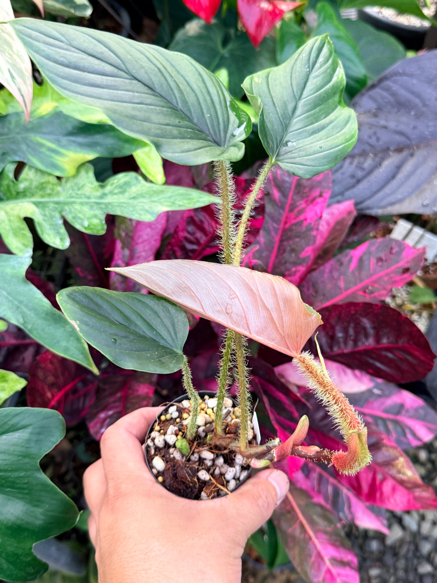 Philodendron 'Serpens' P70
