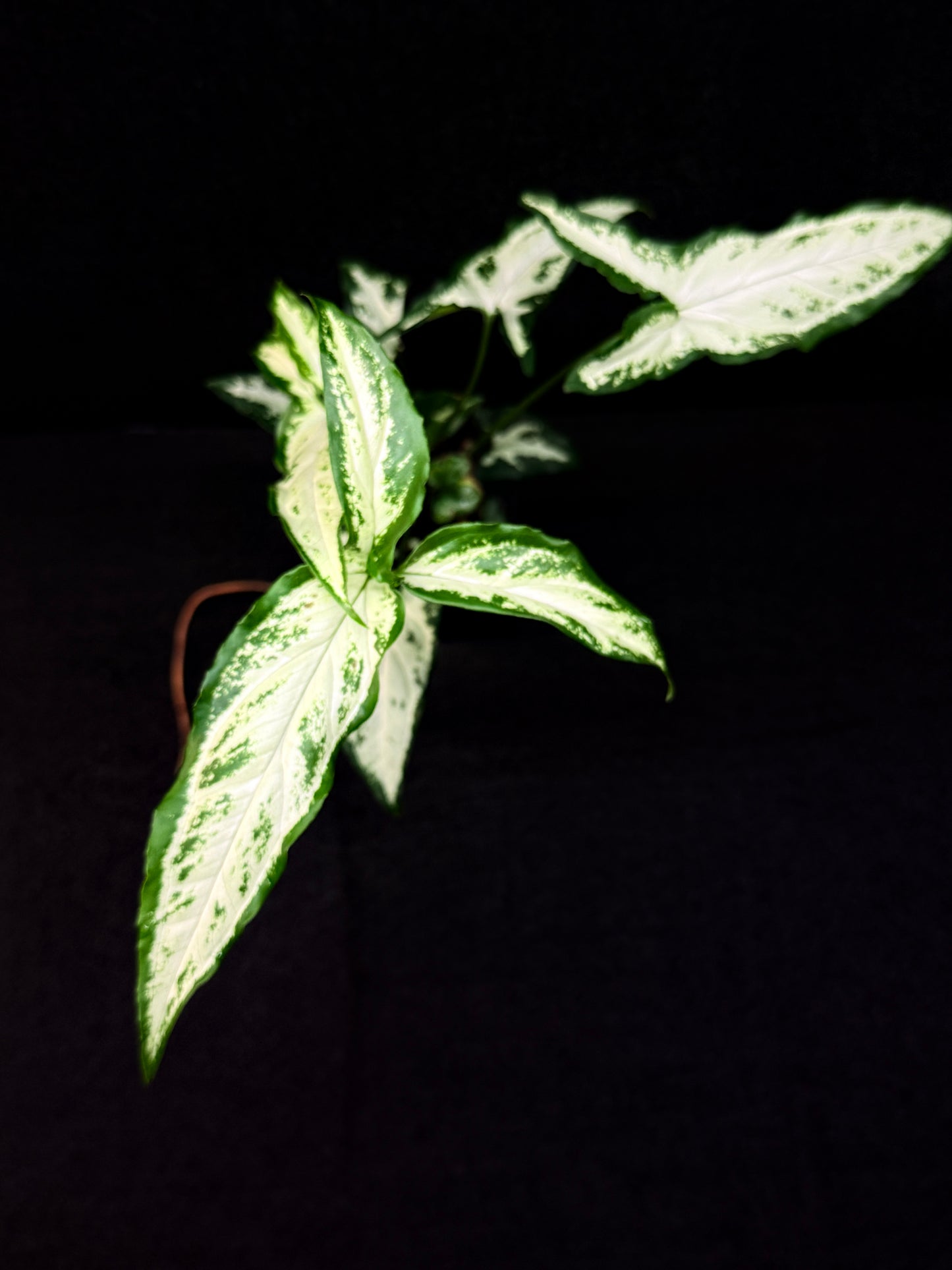 Syngonium 'Little Star' E59