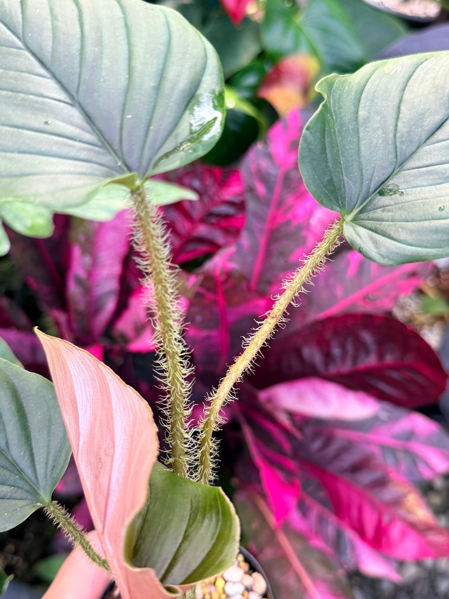 Philodendron 'Serpens' P70