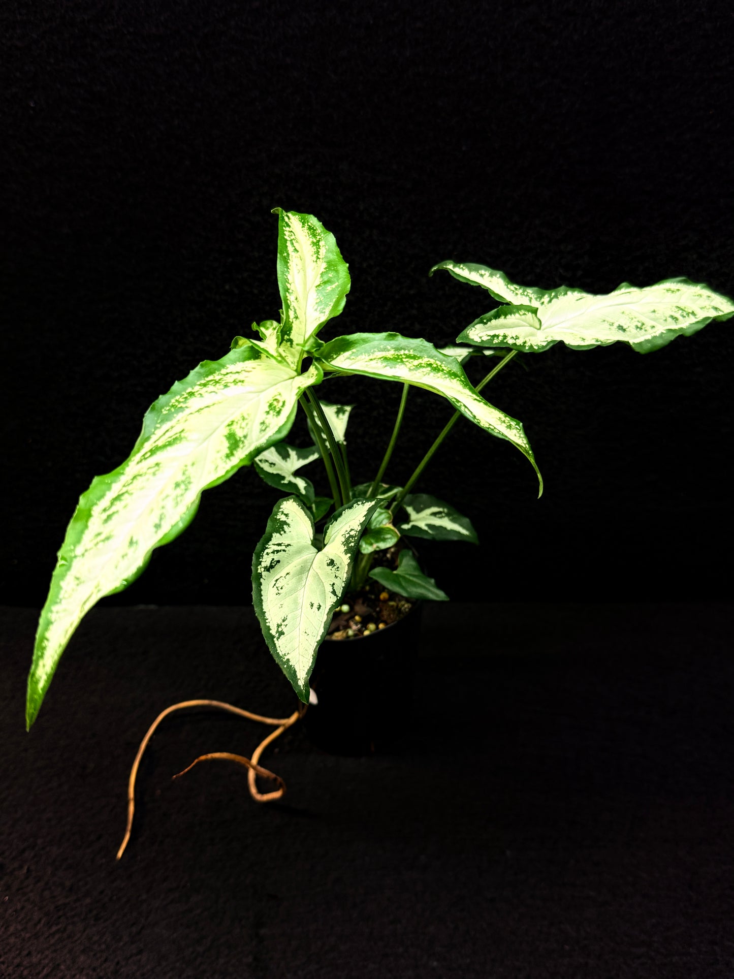 Syngonium 'Little Star' E59