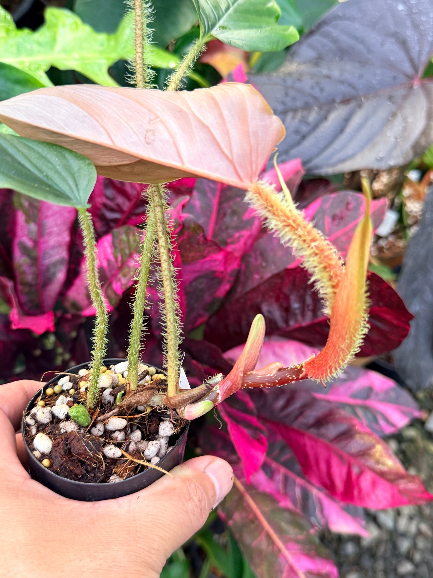 Philodendron 'Serpens' P70