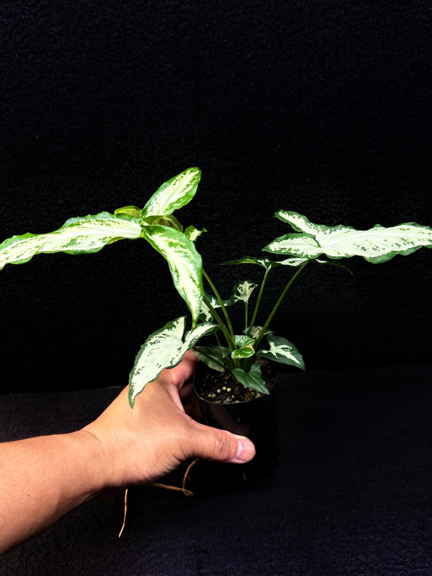 Syngonium 'Little Star' E59