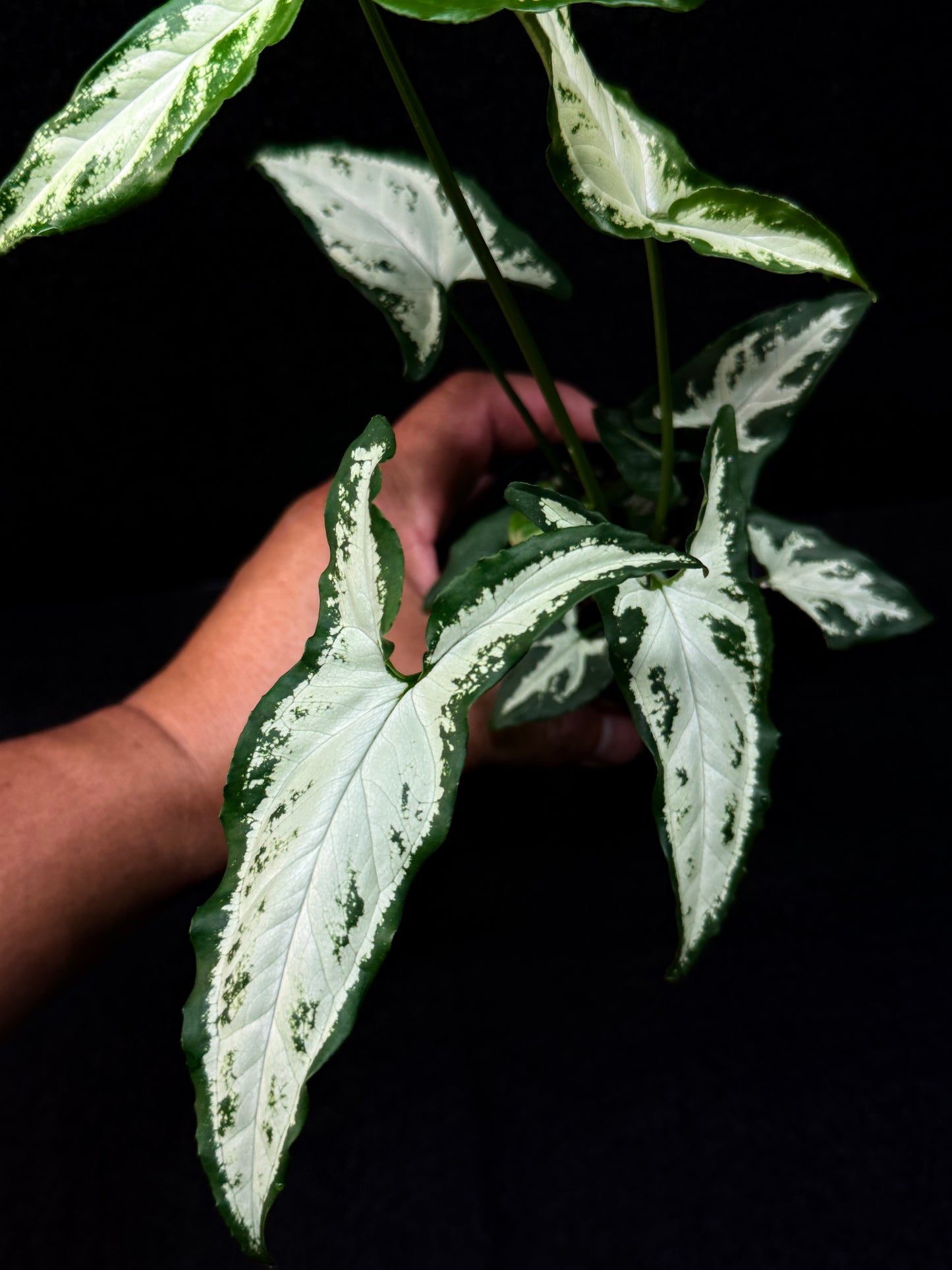 Syngonium 'Little Star' E59