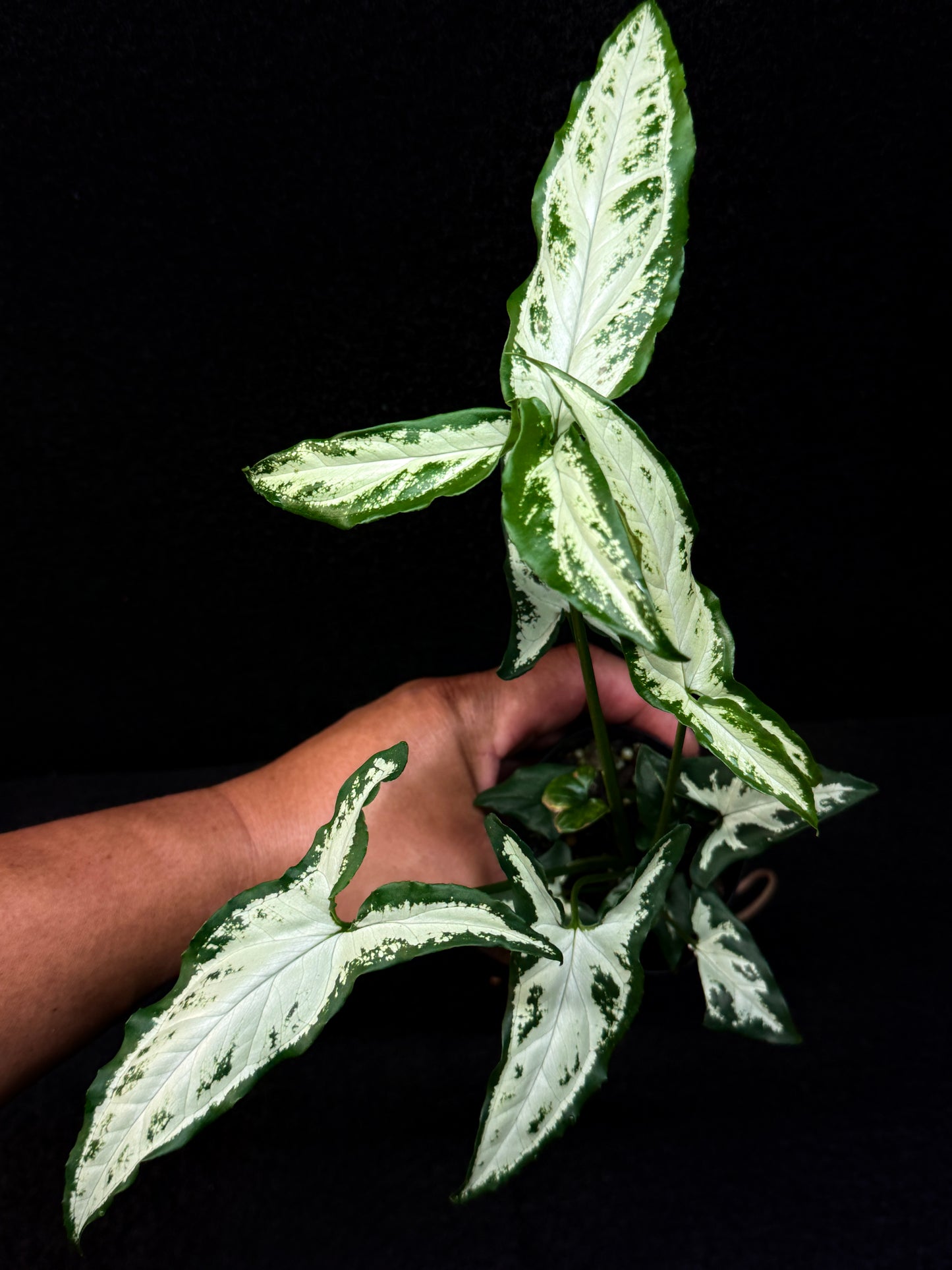 Syngonium 'Little Star' E59