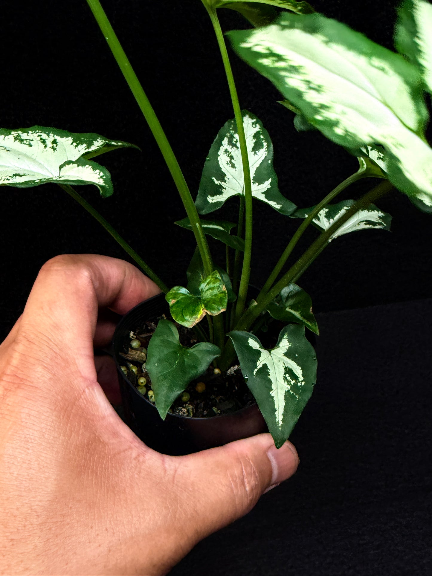 Syngonium 'Little Star' E59