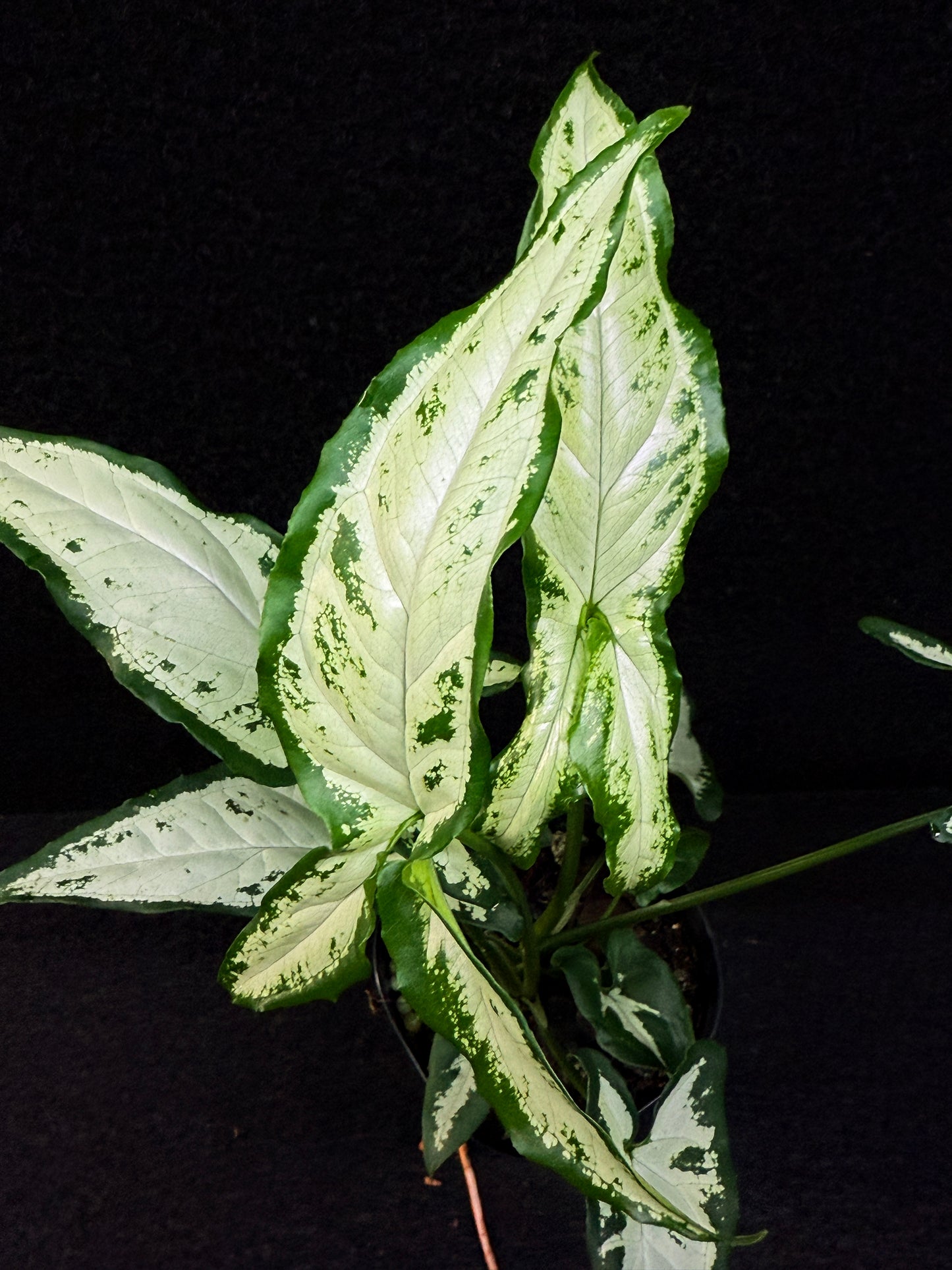 Syngonium 'Little Star' E60