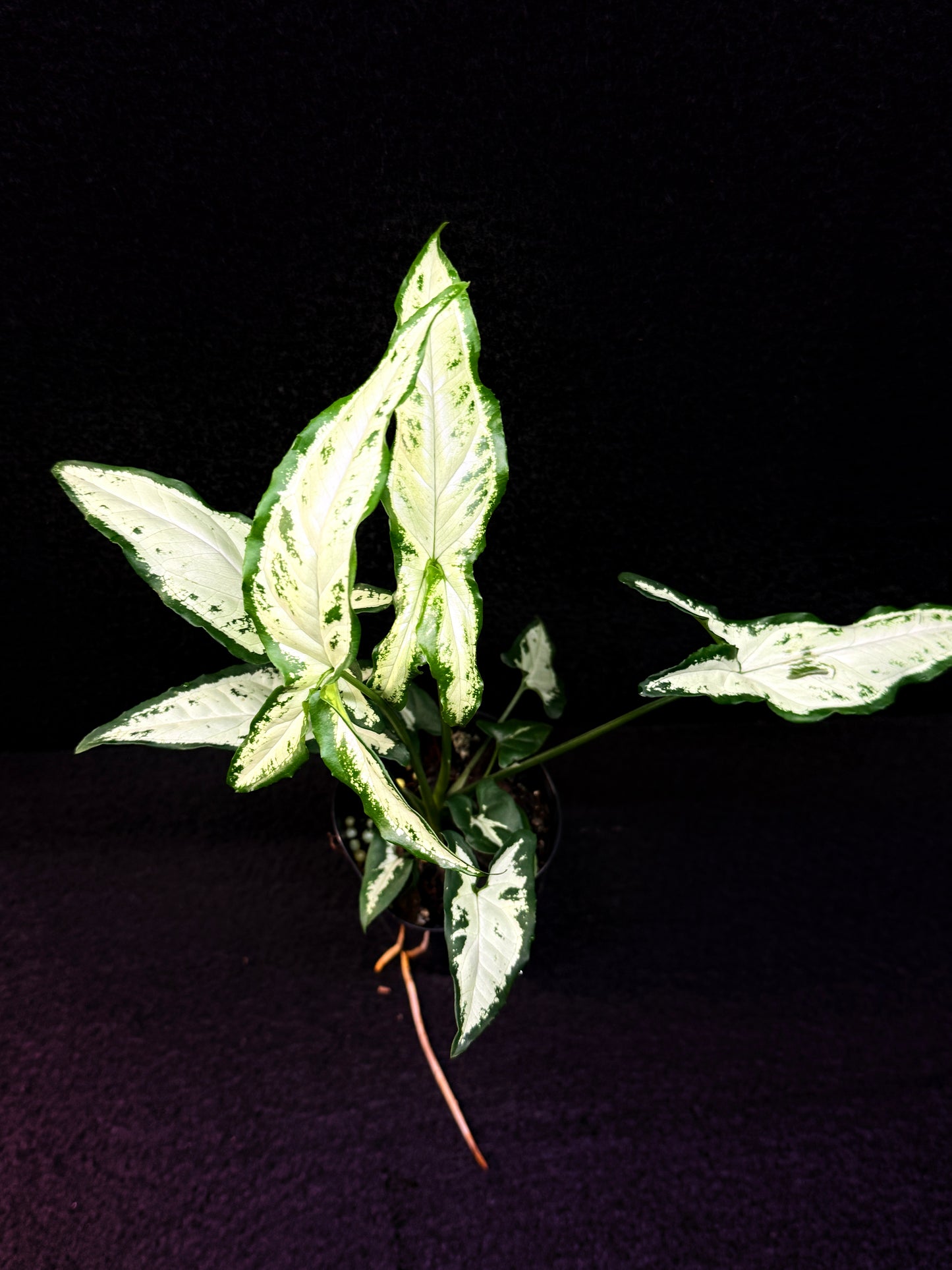 Syngonium 'Little Star' E60