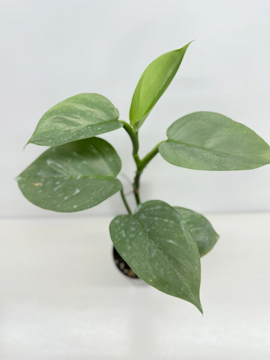 Philodendron Silver Sword (Code X6)