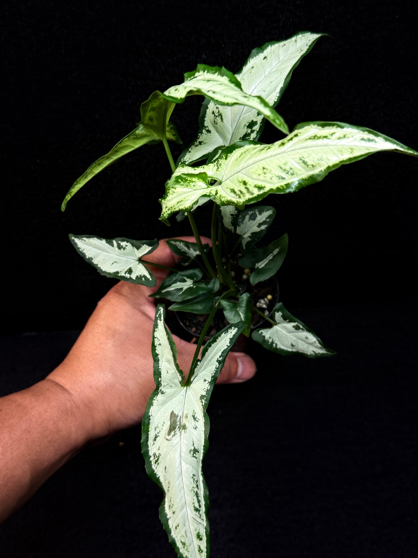 Syngonium 'Little Star' E60