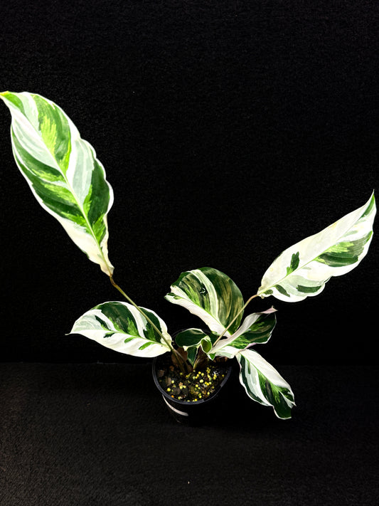 Calathea 'White Fuzion' E54