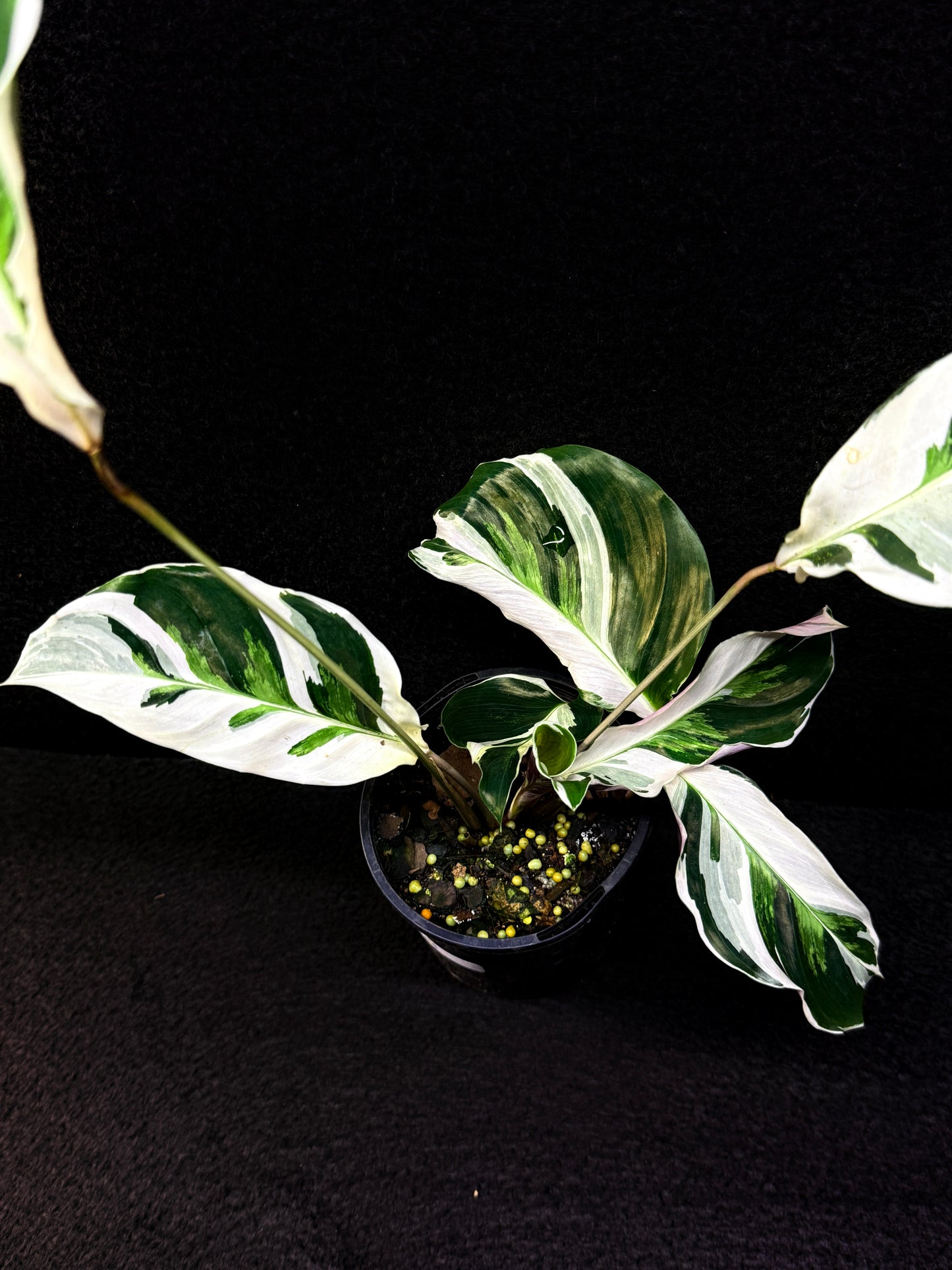 Calathea 'White Fuzion' E54