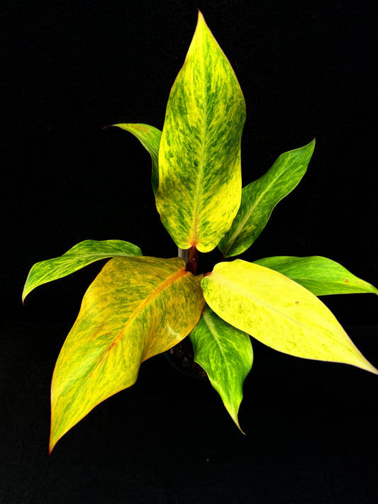 Philodendron 'Autumn Queen' Quad Colour Form E64