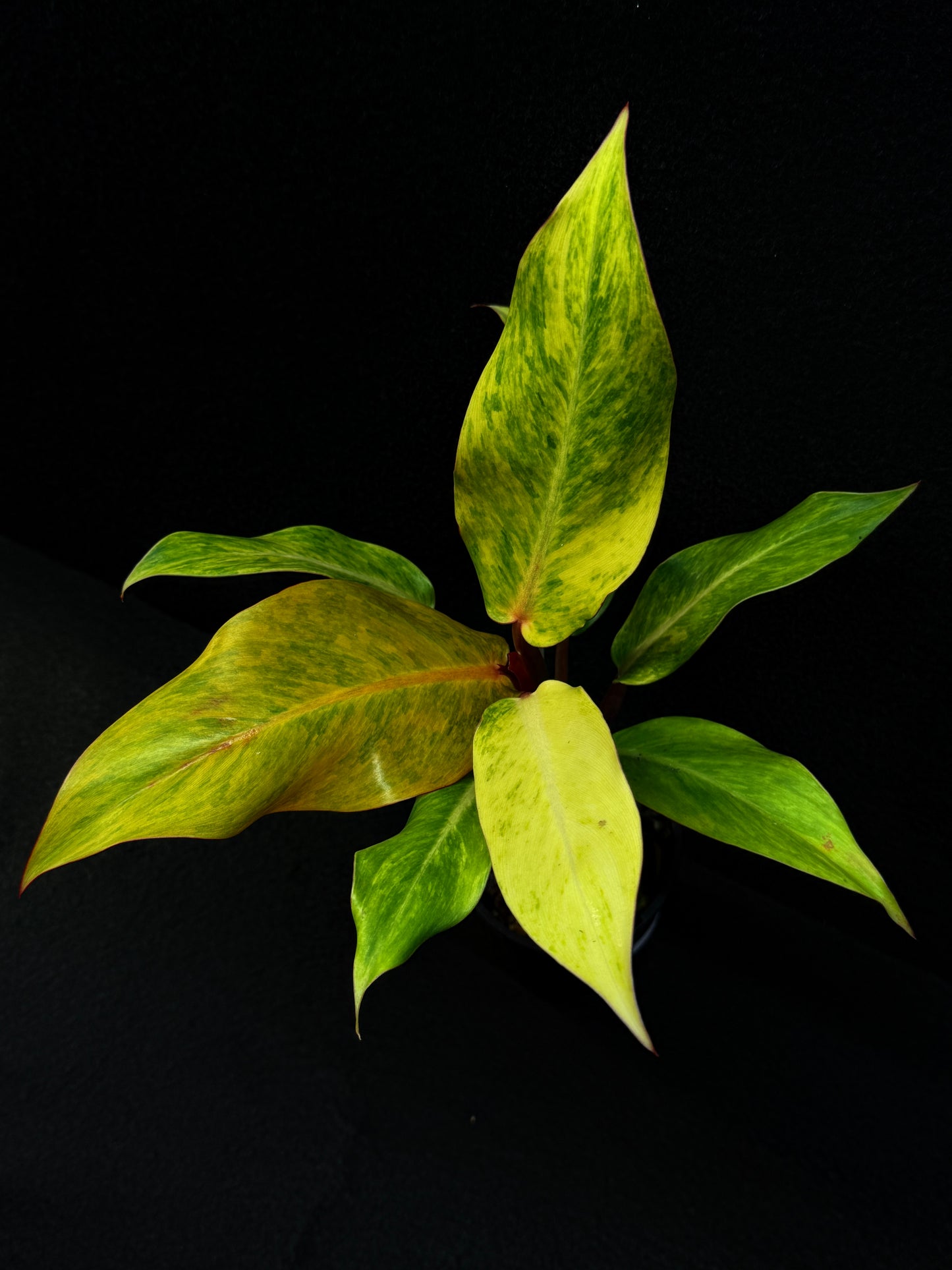 Philodendron 'Autumn Queen' Quad Colour Form E64