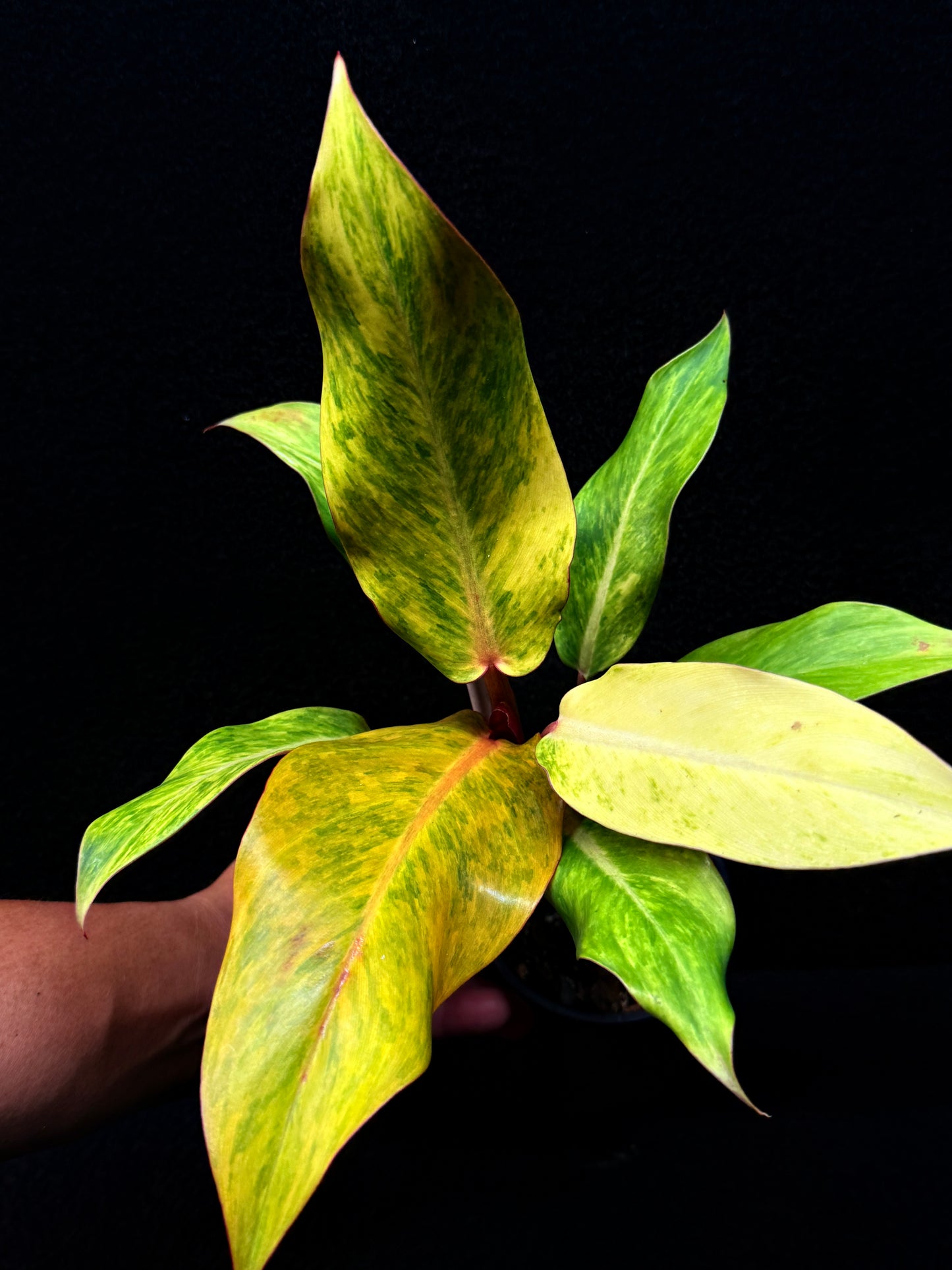 Philodendron 'Autumn Queen' Quad Colour Form E64