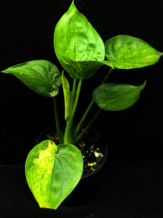 Alocasia Cucullata 'Yellow Tail' E65