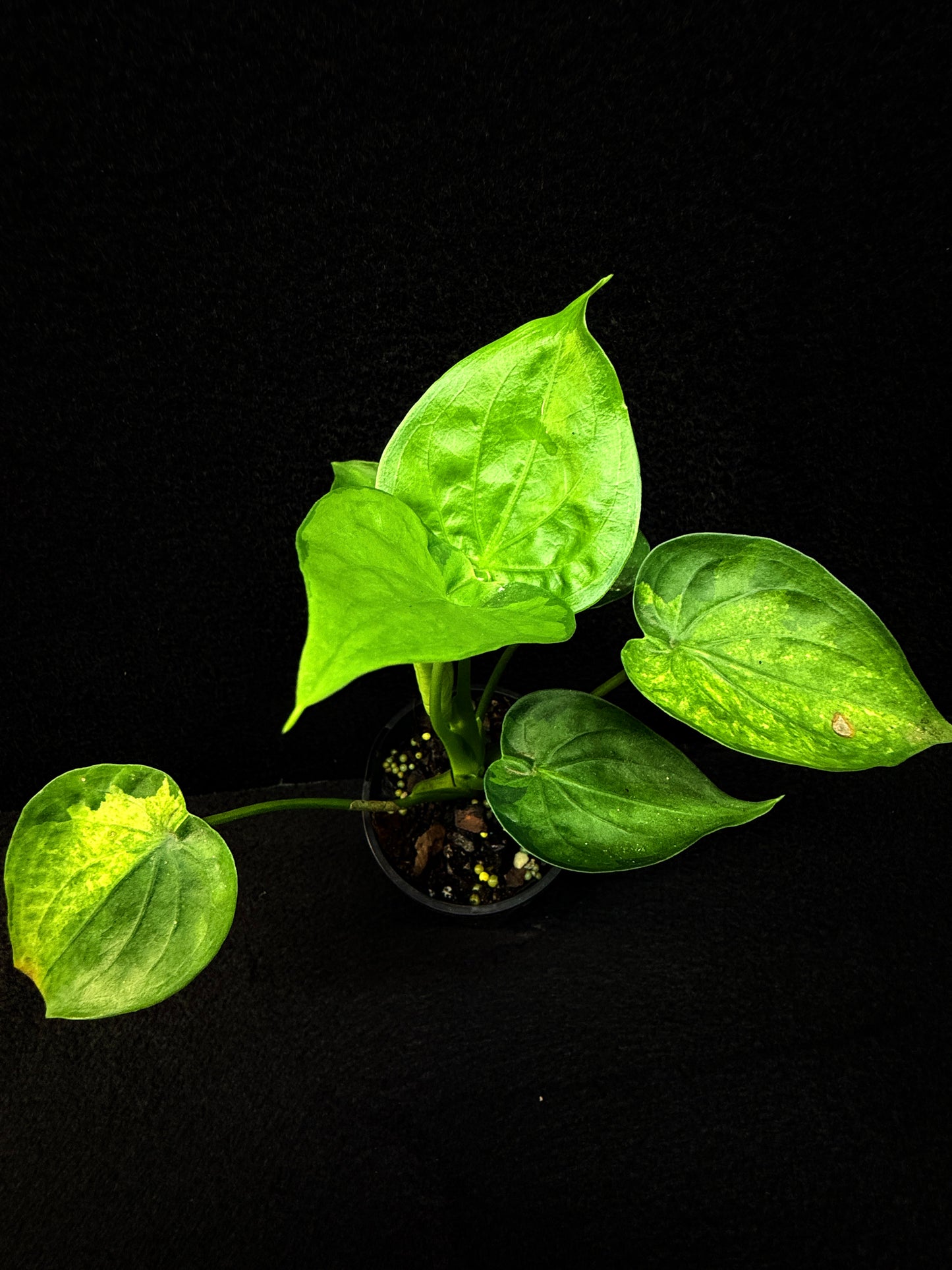 Alocasia Cucullata 'Yellow Tail' E65