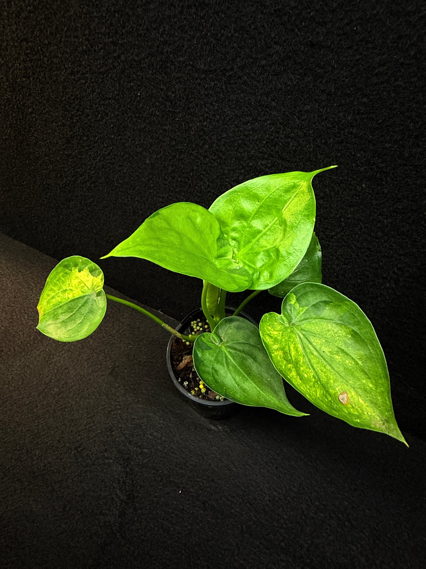 Alocasia Cucullata 'Yellow Tail' E65