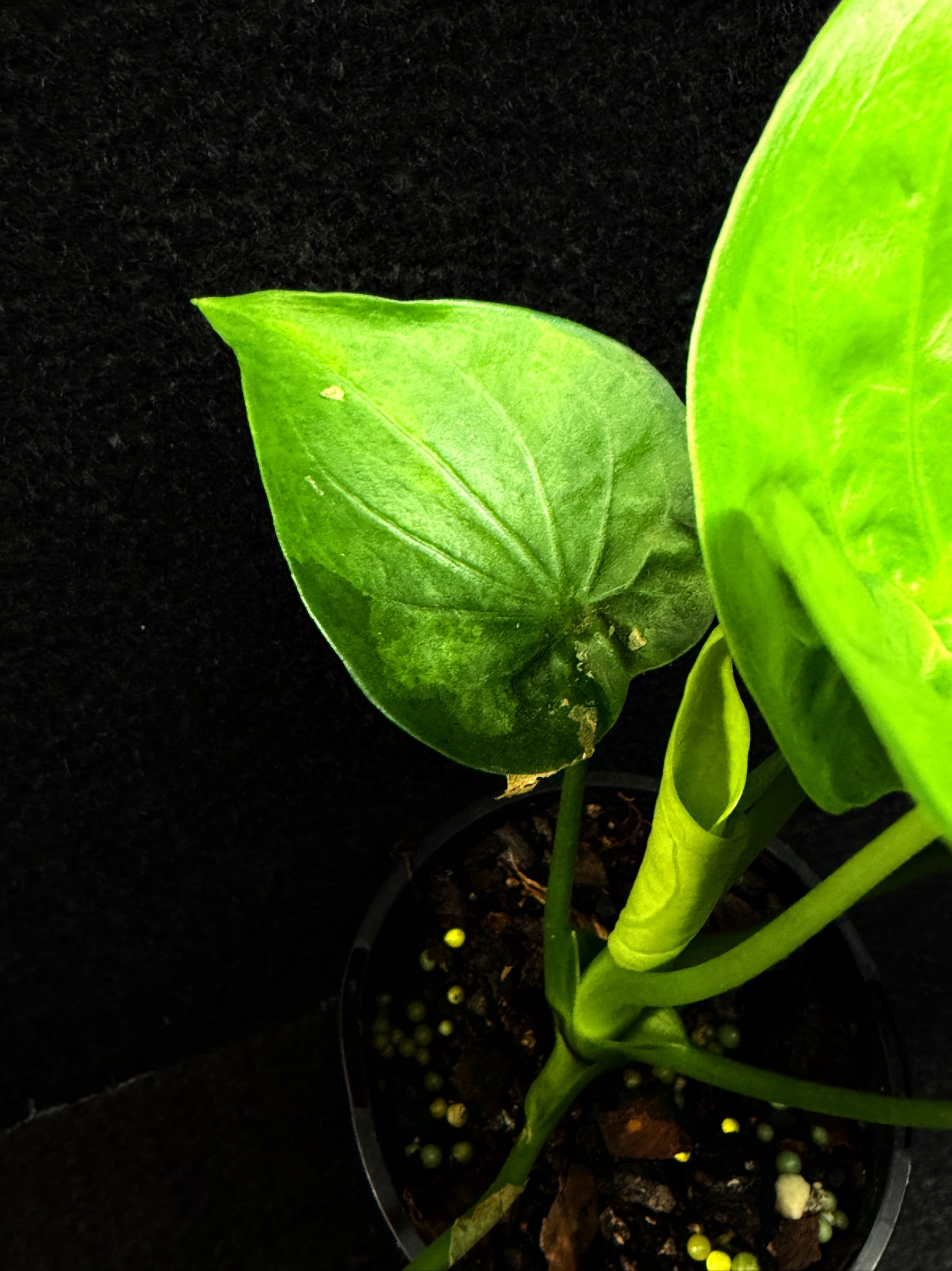 Alocasia Cucullata 'Yellow Tail' E65