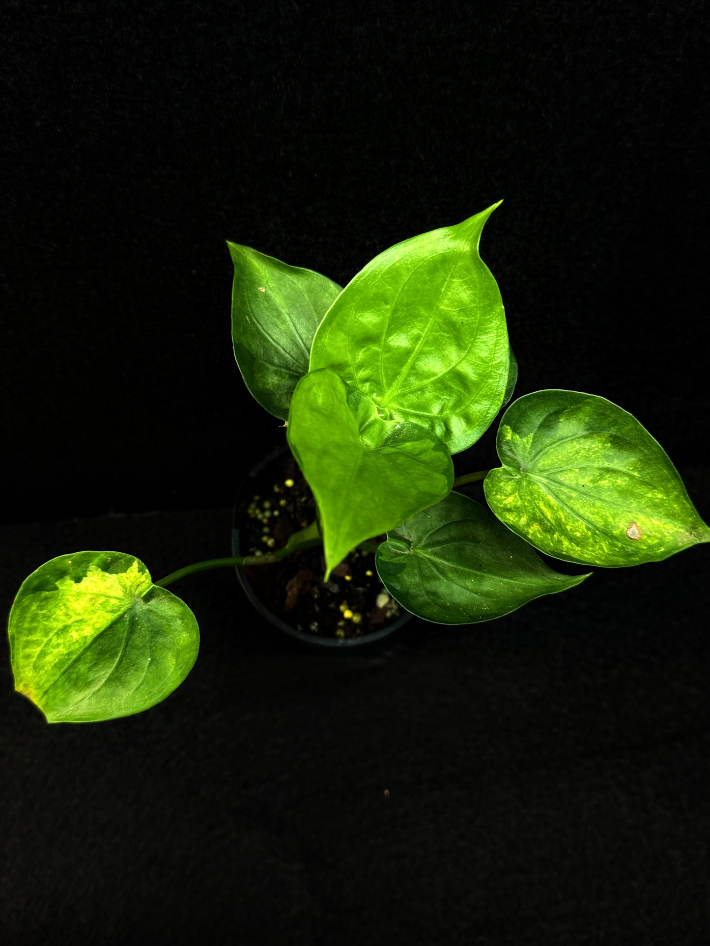 Alocasia Cucullata 'Yellow Tail' E65