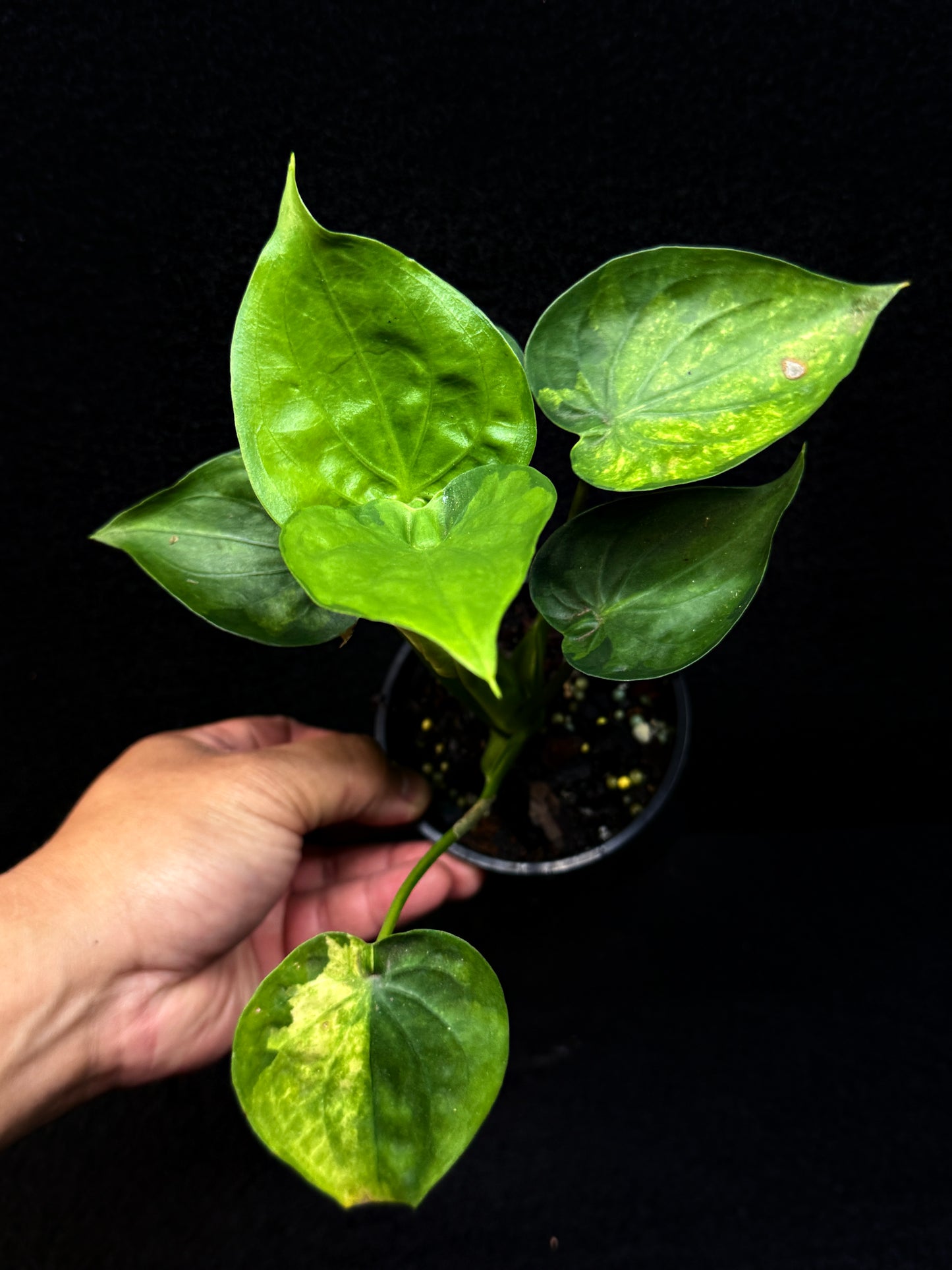 Alocasia Cucullata 'Yellow Tail' E65