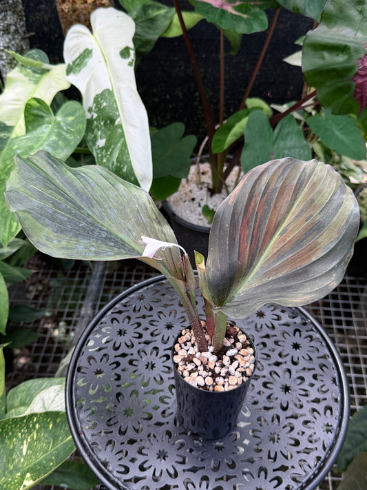 Kaempferia pulchra 'Variegata' - Rarely Offered J30