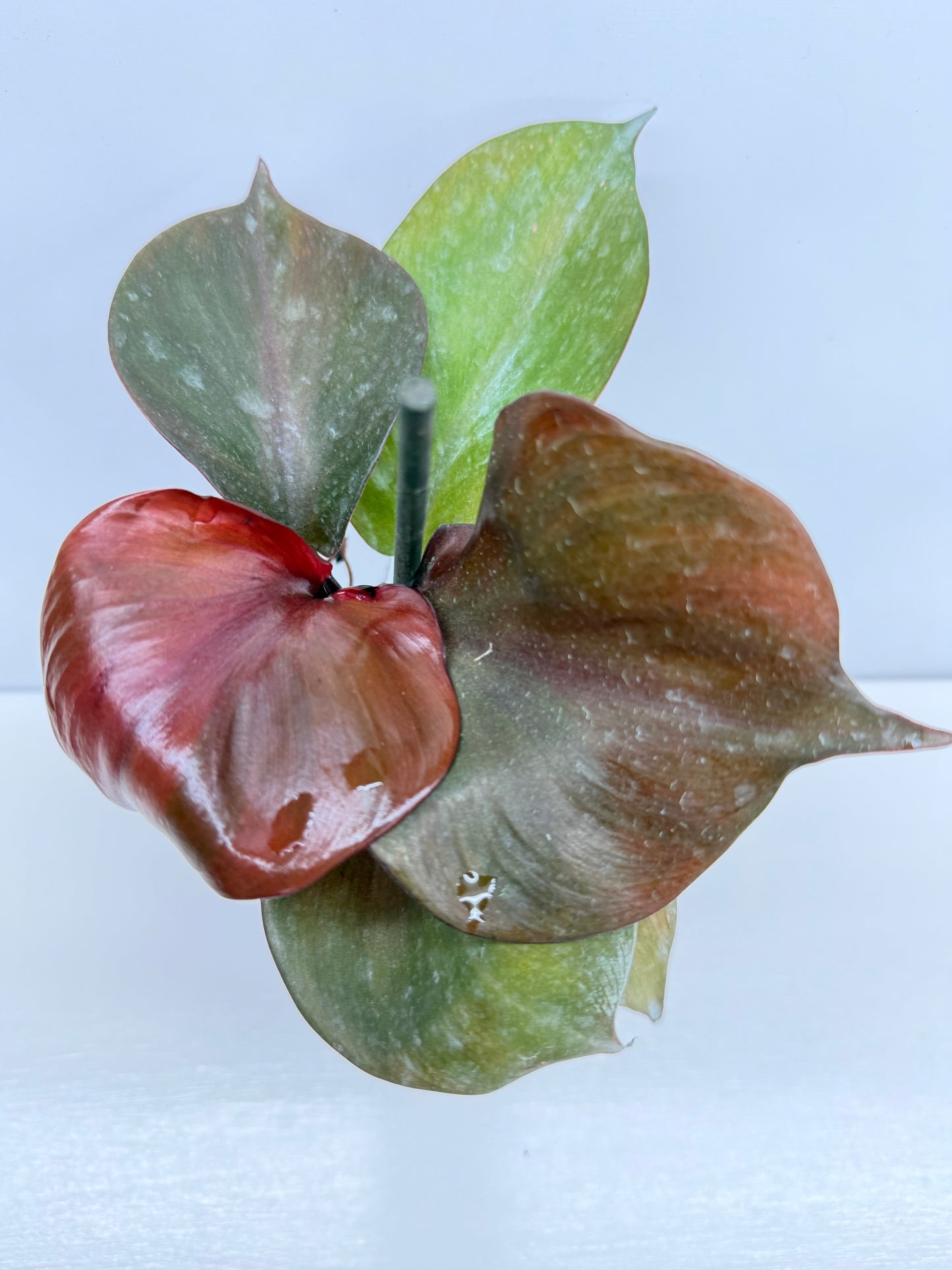 Philodendron Red Heart - Best Pick of the Crop!