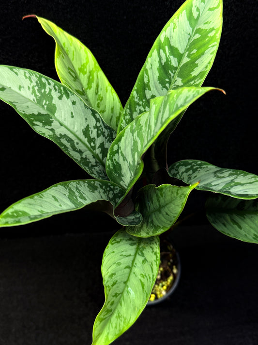 Apoballis Acuminatissima 'Red Sword' E63