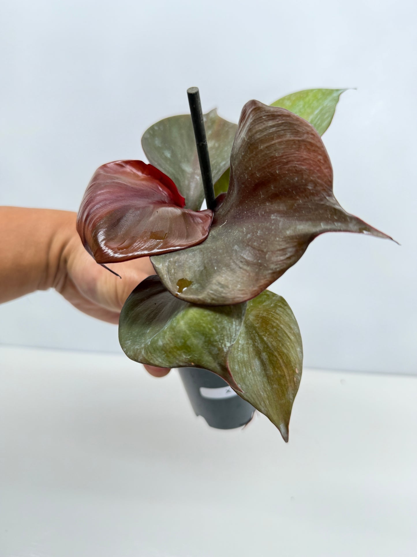 Philodendron Red Heart - Best Pick of the Crop!